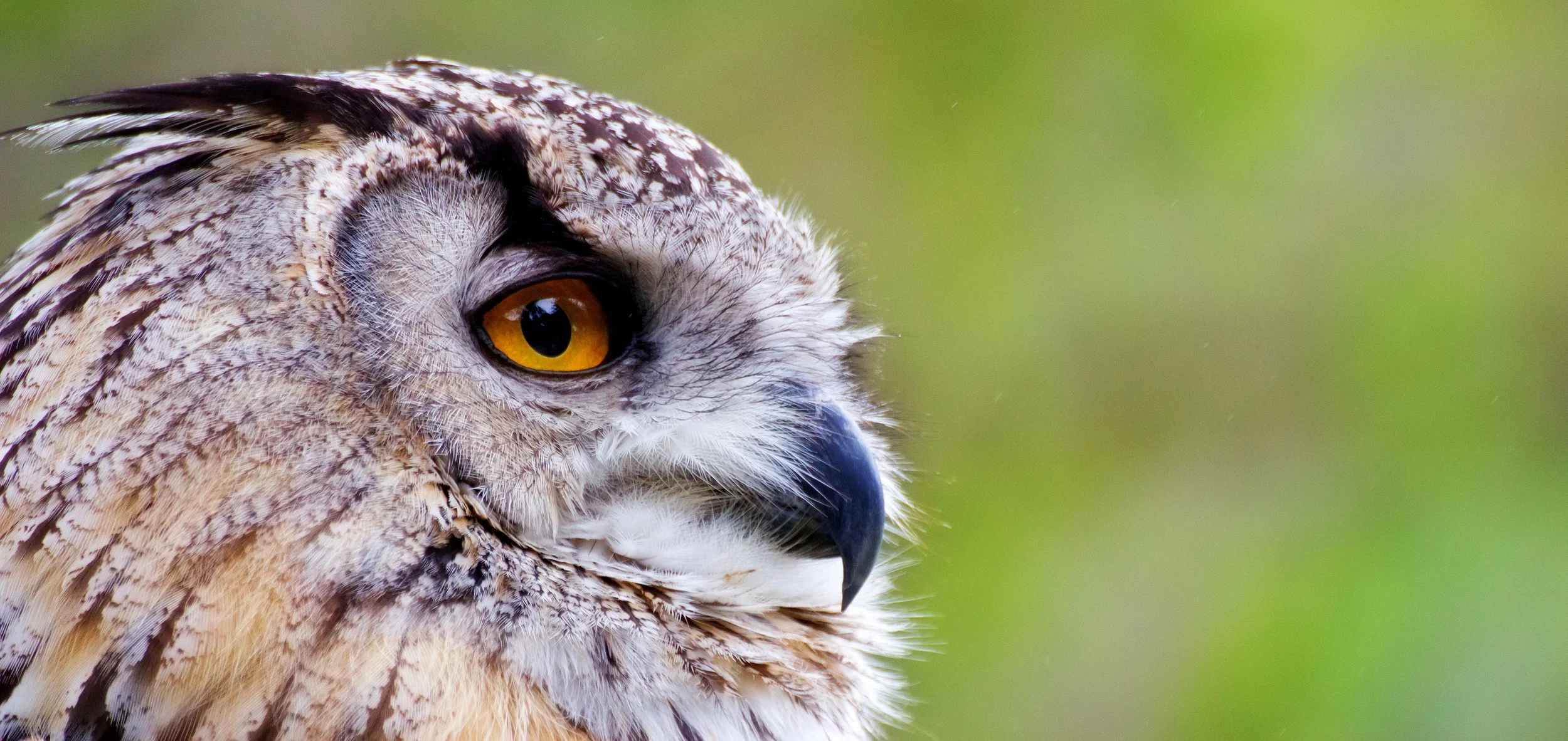 eurasian-eagle-owl-1113tm-pic-16 WEB .jpg