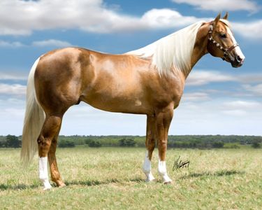 A Living Horse