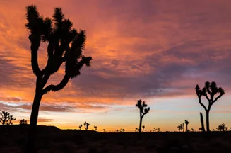 Joshua Tree-March 2015