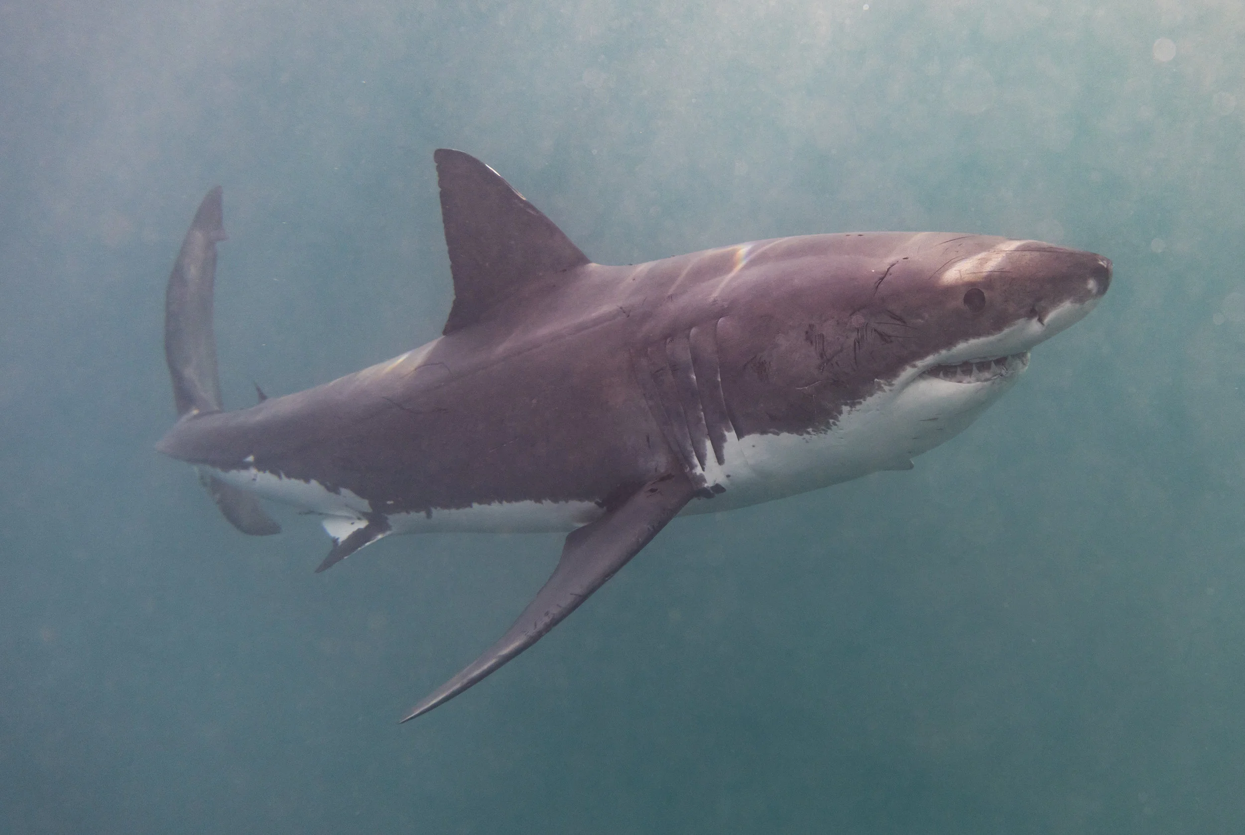 Shark Diving-New Zealand