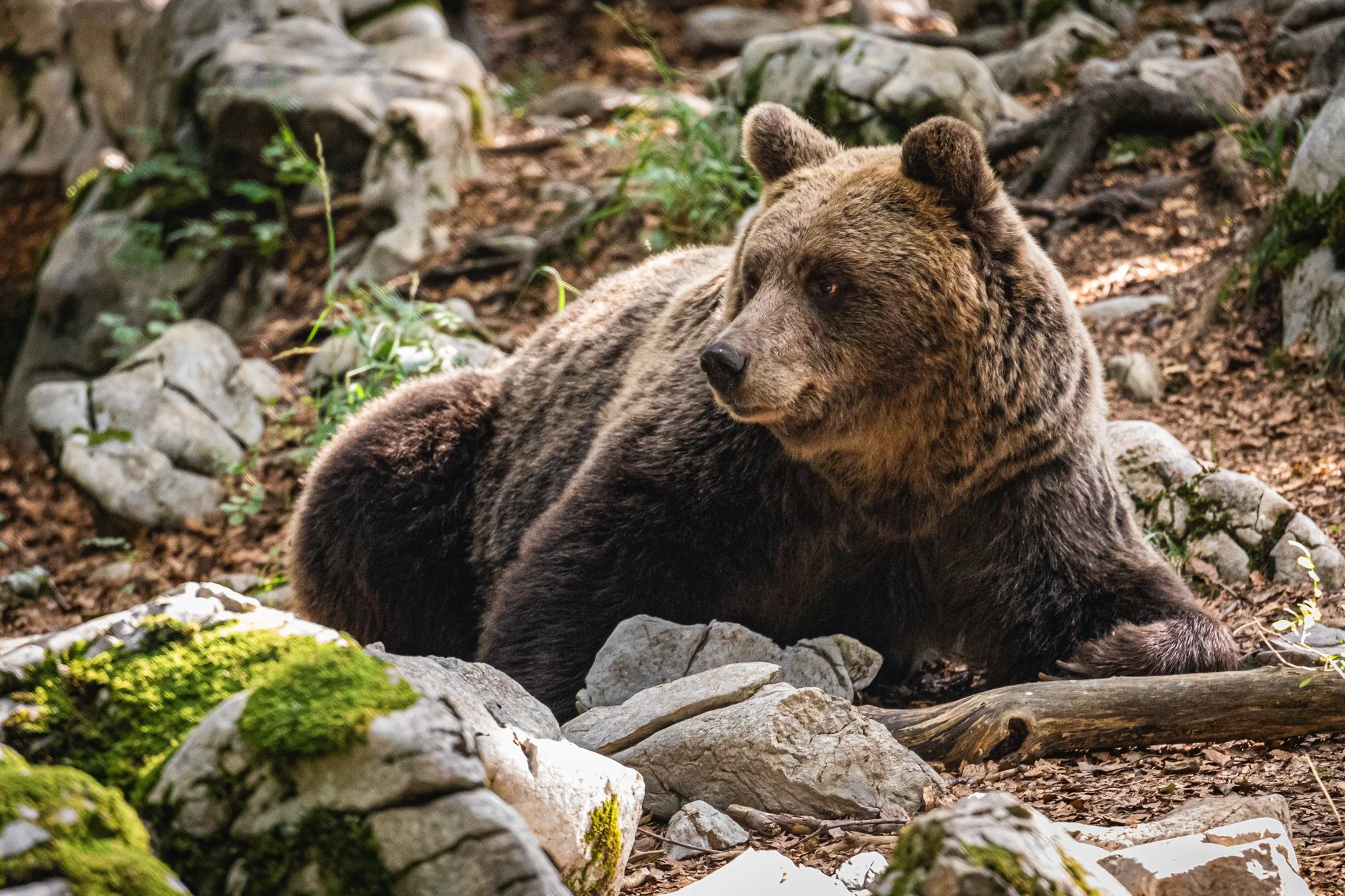 Slovenia Part 7-Castles and Bears