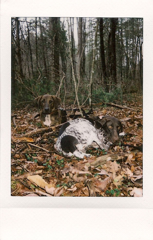Jasper, Georgia, 2015