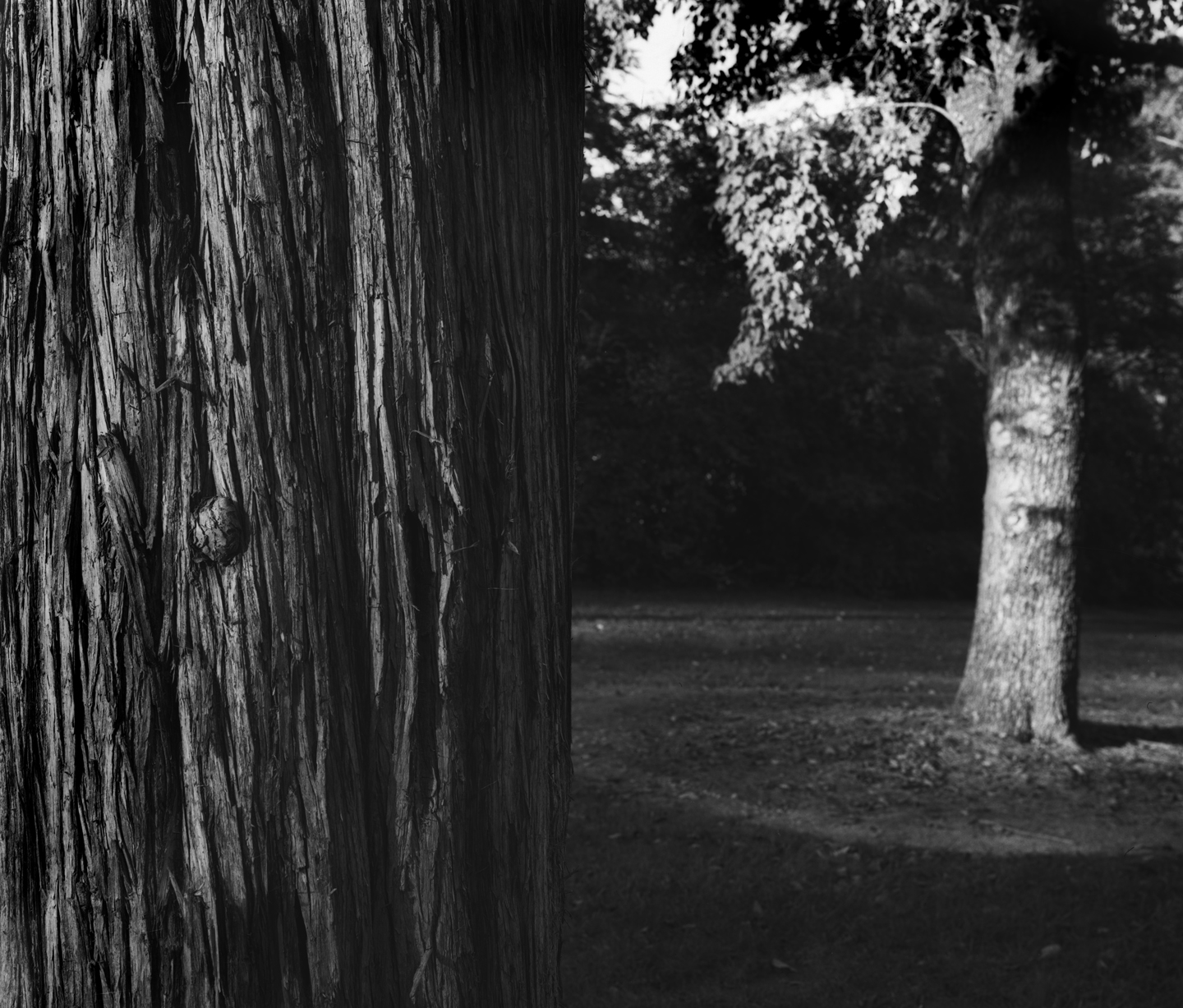 treeand circle bw.jpg