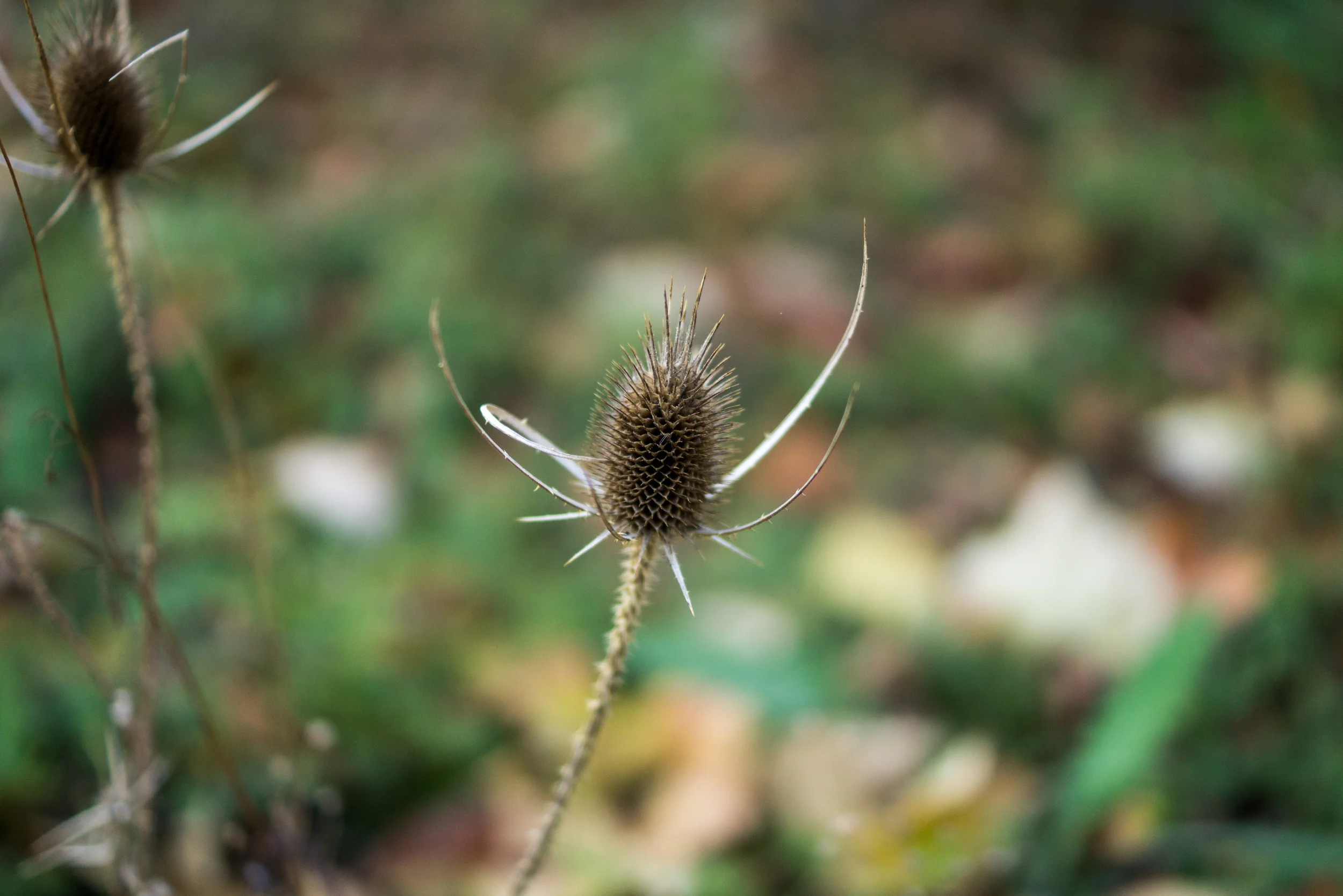 DSC04073-October 15, 2013-Backup.jpg