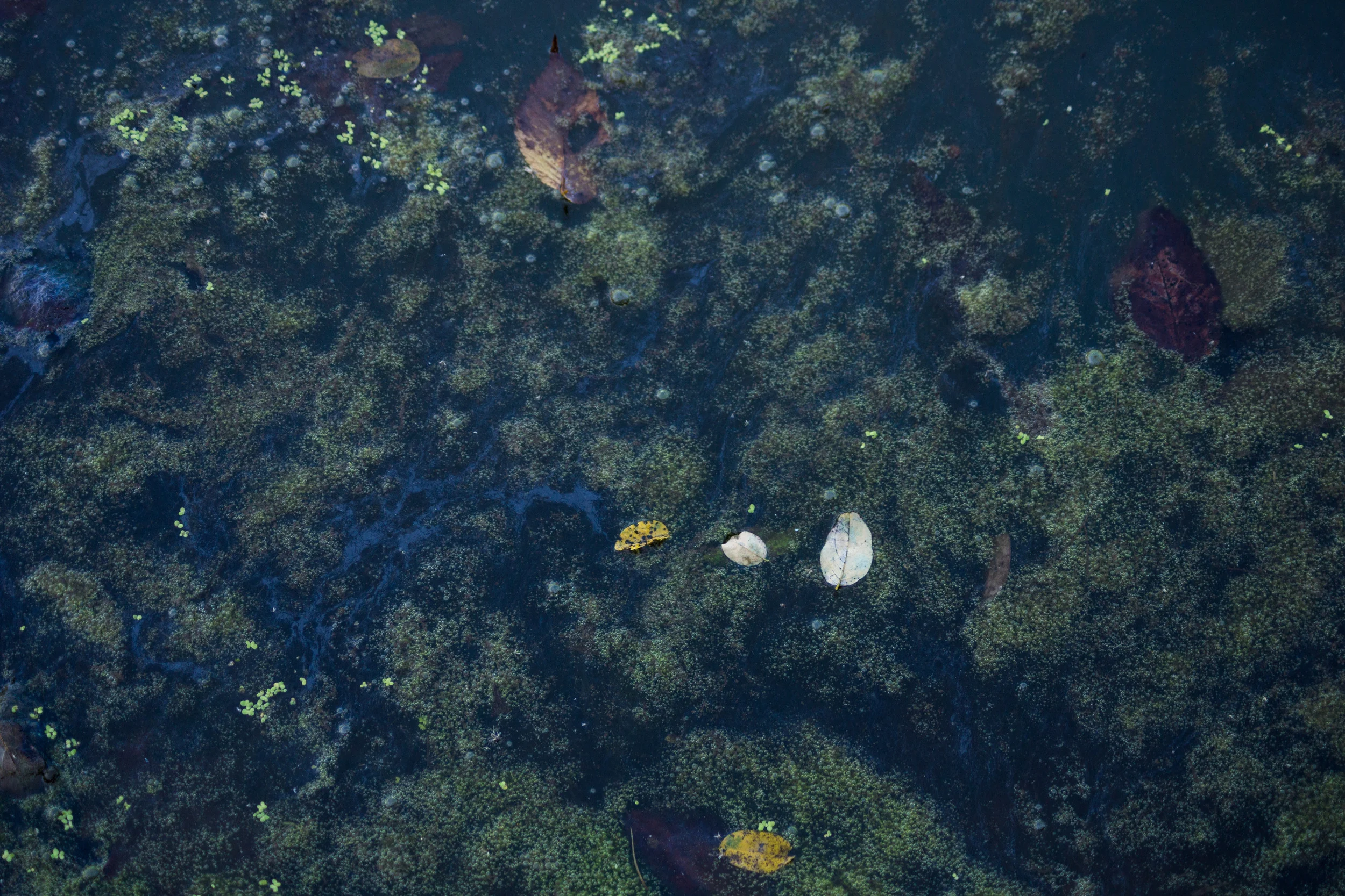 DSC04089-October 15, 2013-Backup.jpg