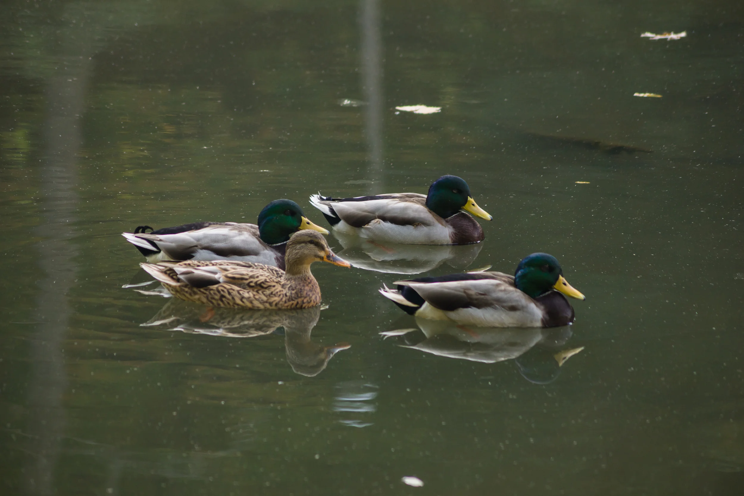 DSC04097-October 15, 2013-Backup.jpg