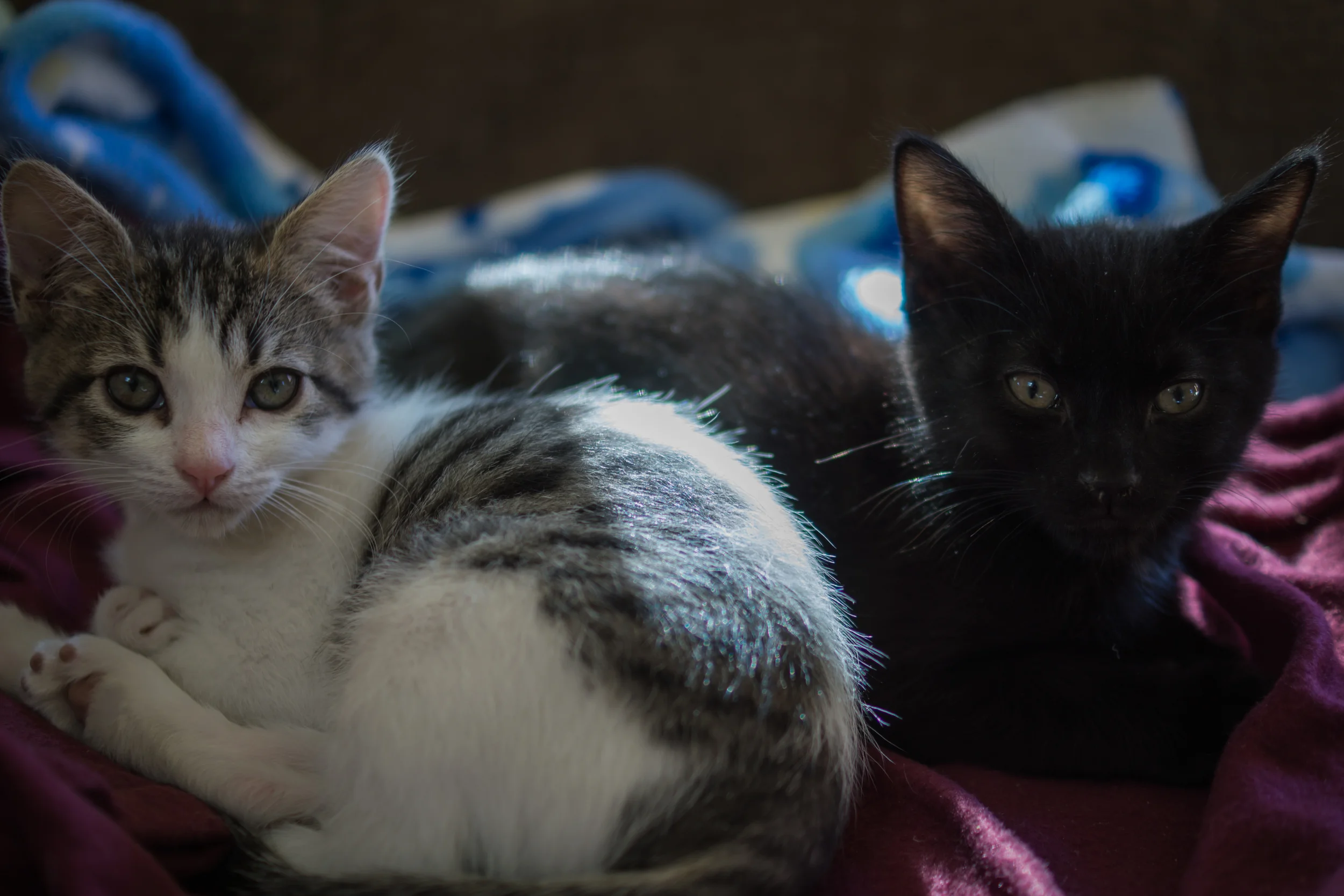 DSC04609-November 23, 2013-Backup.jpg