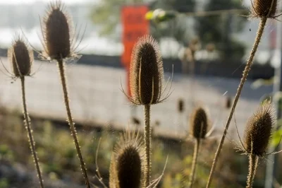 DSC04067-October 15, 2013-Backup.jpg