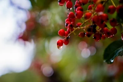 DSC02904-December 22, 2015-Backup.jpg