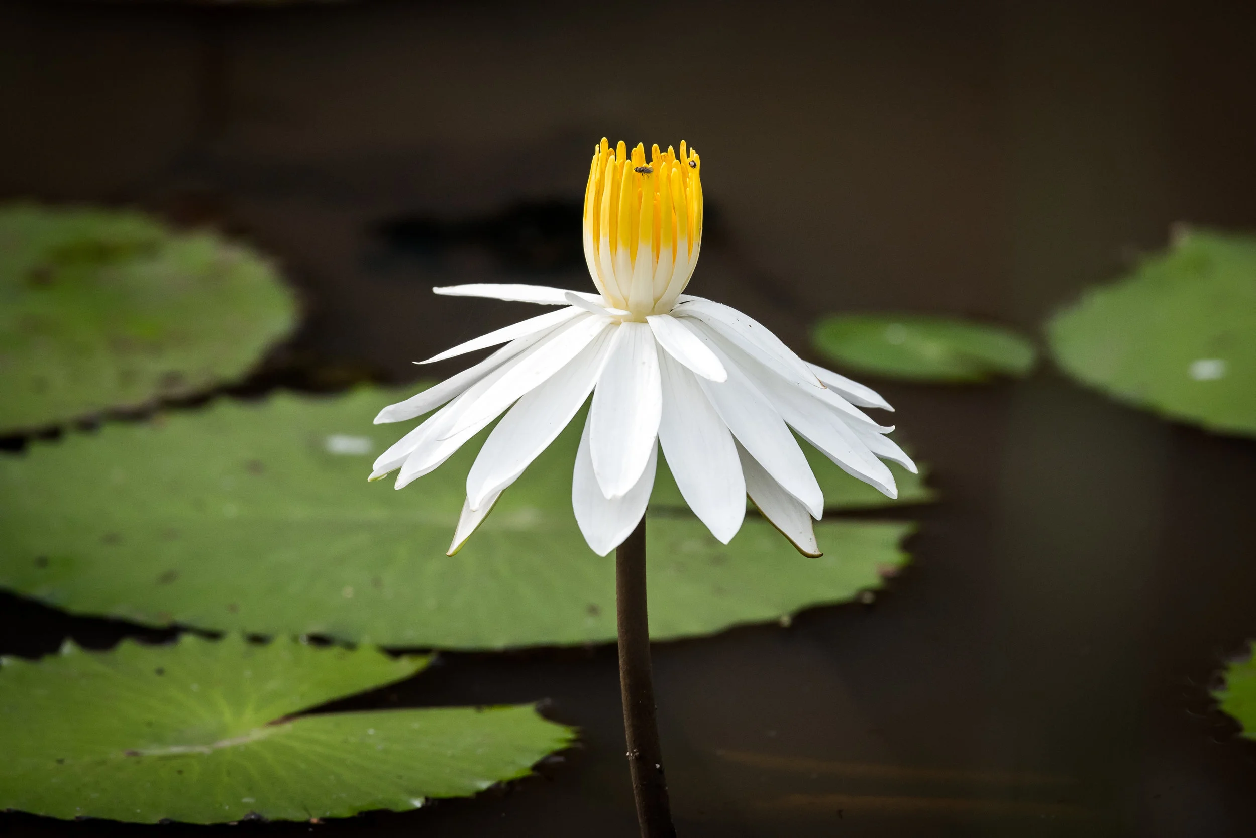 DSC_3204-December 23, 2016-Backup.jpg