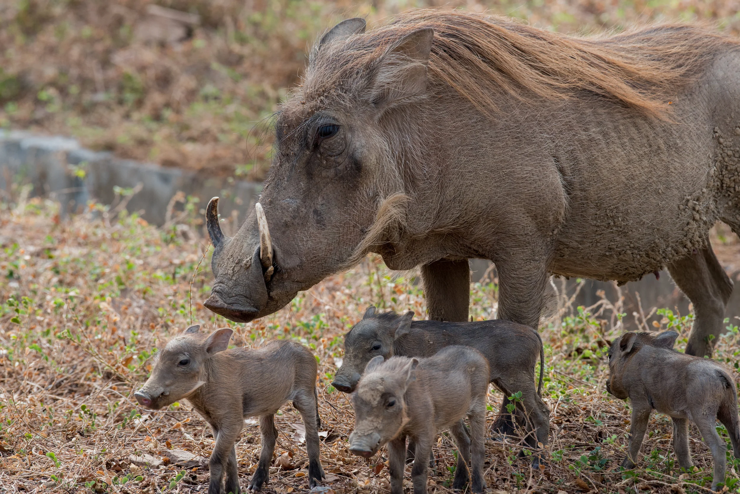 DSC_3084-December 22, 2016-Backup.jpg