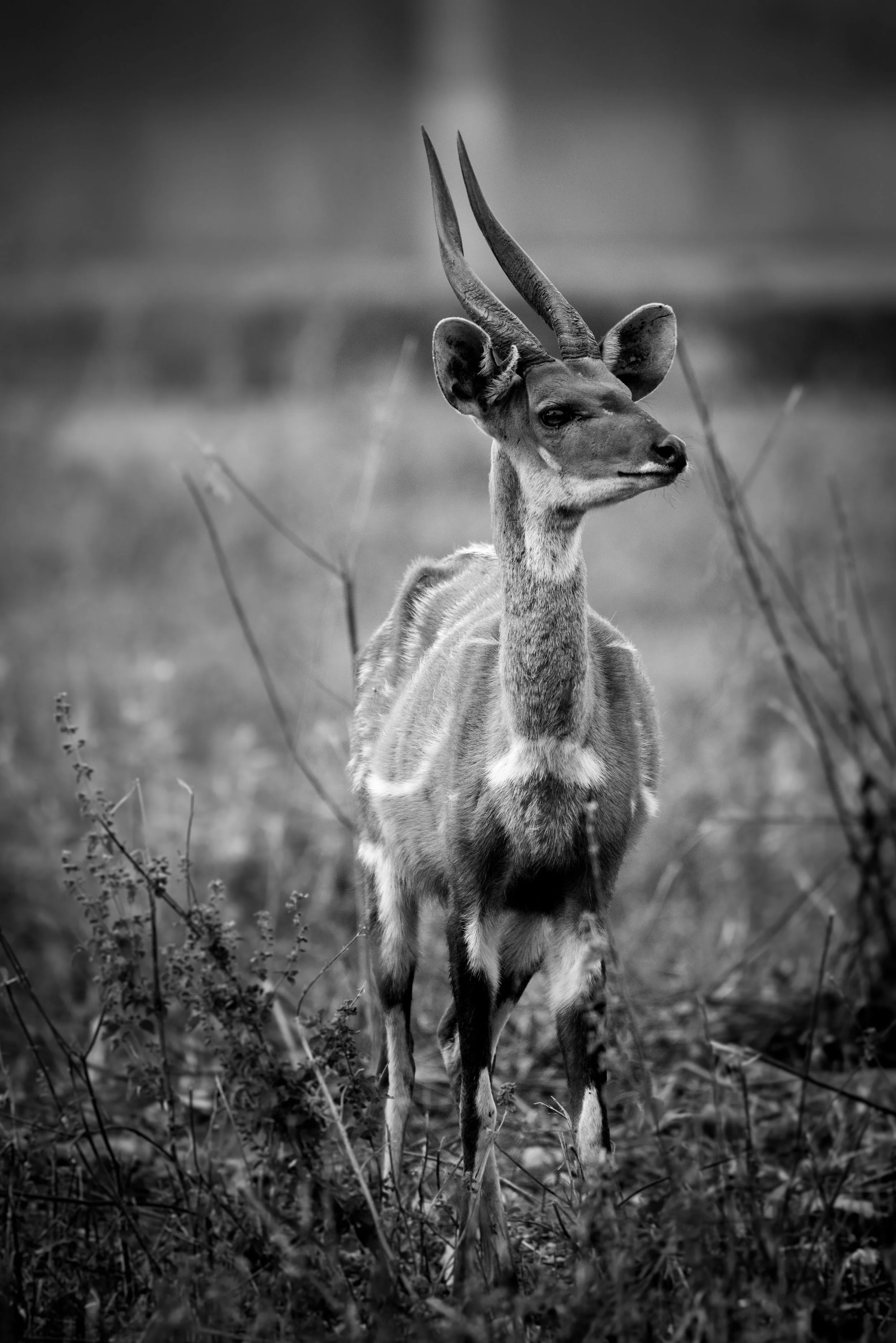 DSC_3196-December 23, 2016-Backup.jpg