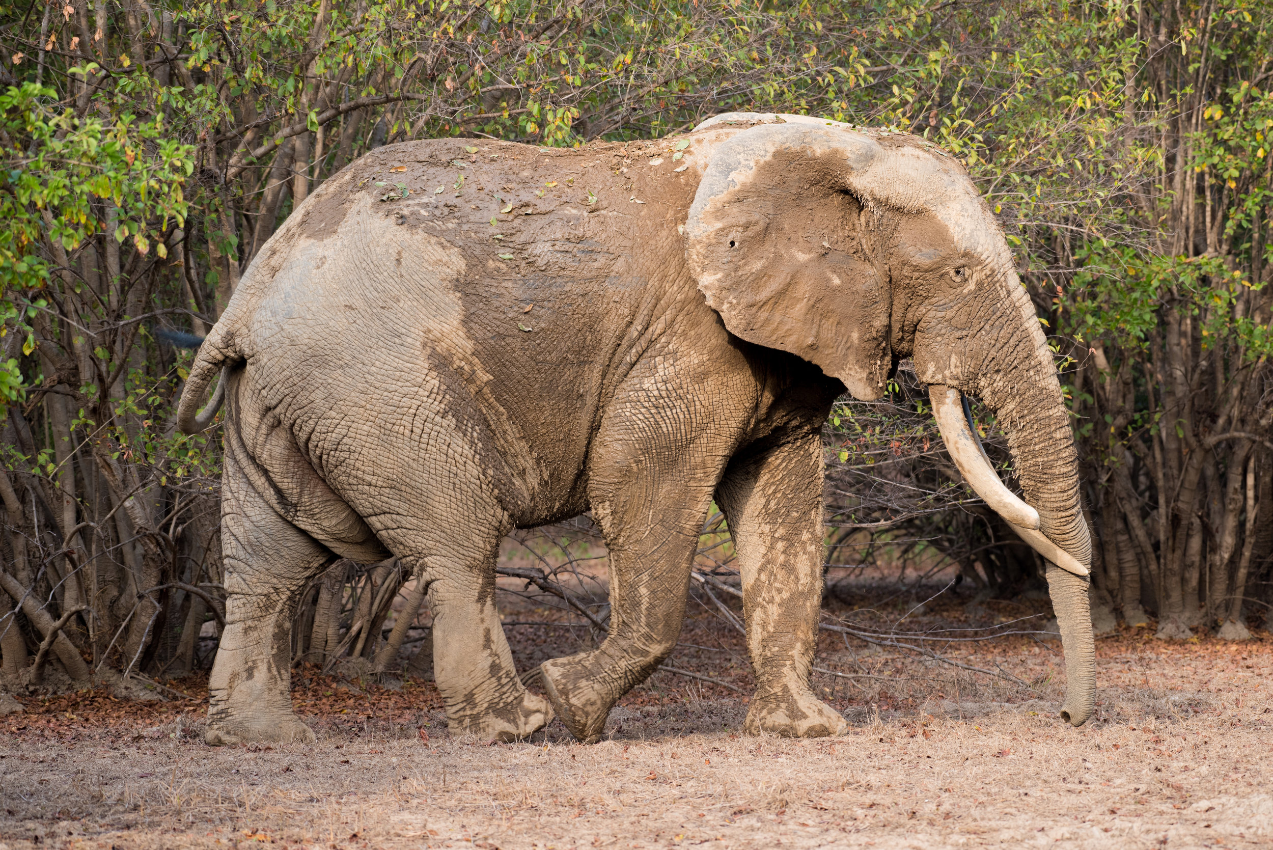 DSC_3125-December 22, 2016-Backup.jpg