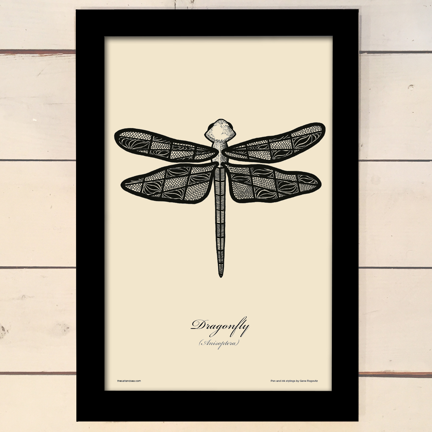 Dragonfly.jpg