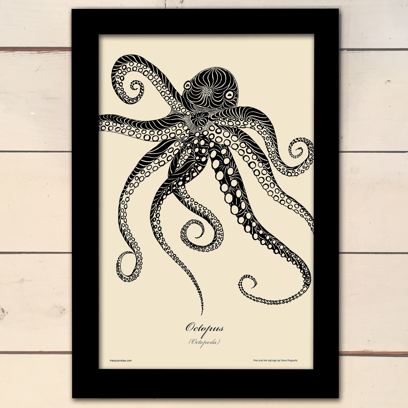 Octopus.jpg
