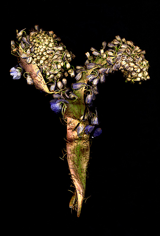 Mutant flower A3P.jpg