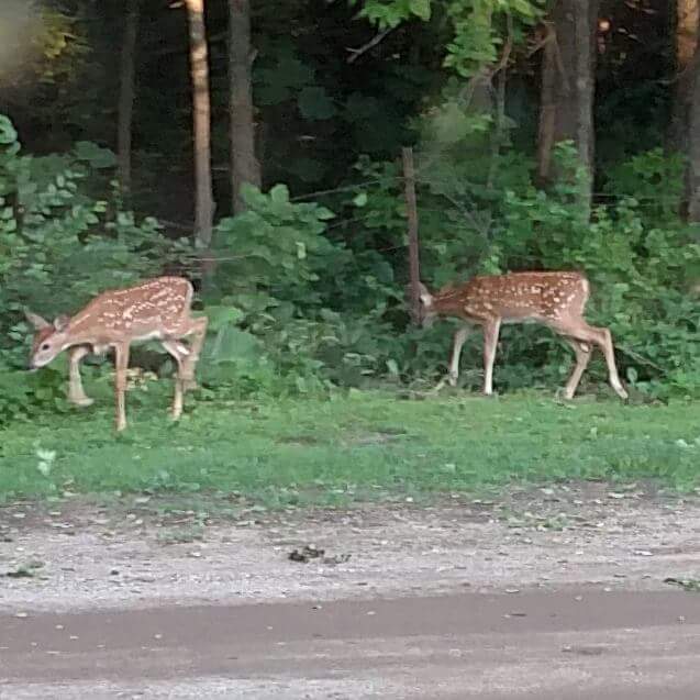 deer.jpg