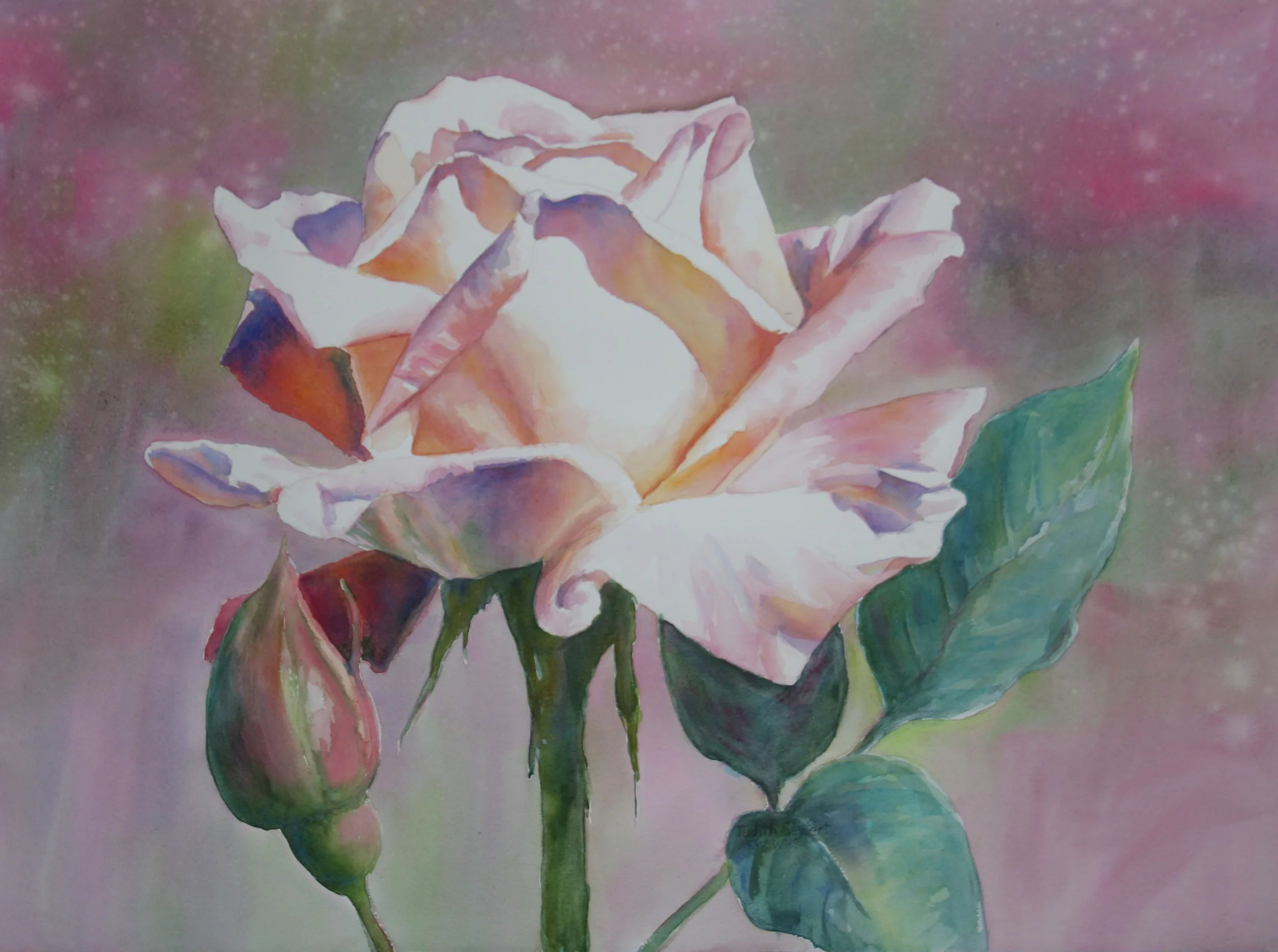 Summer's First Rose