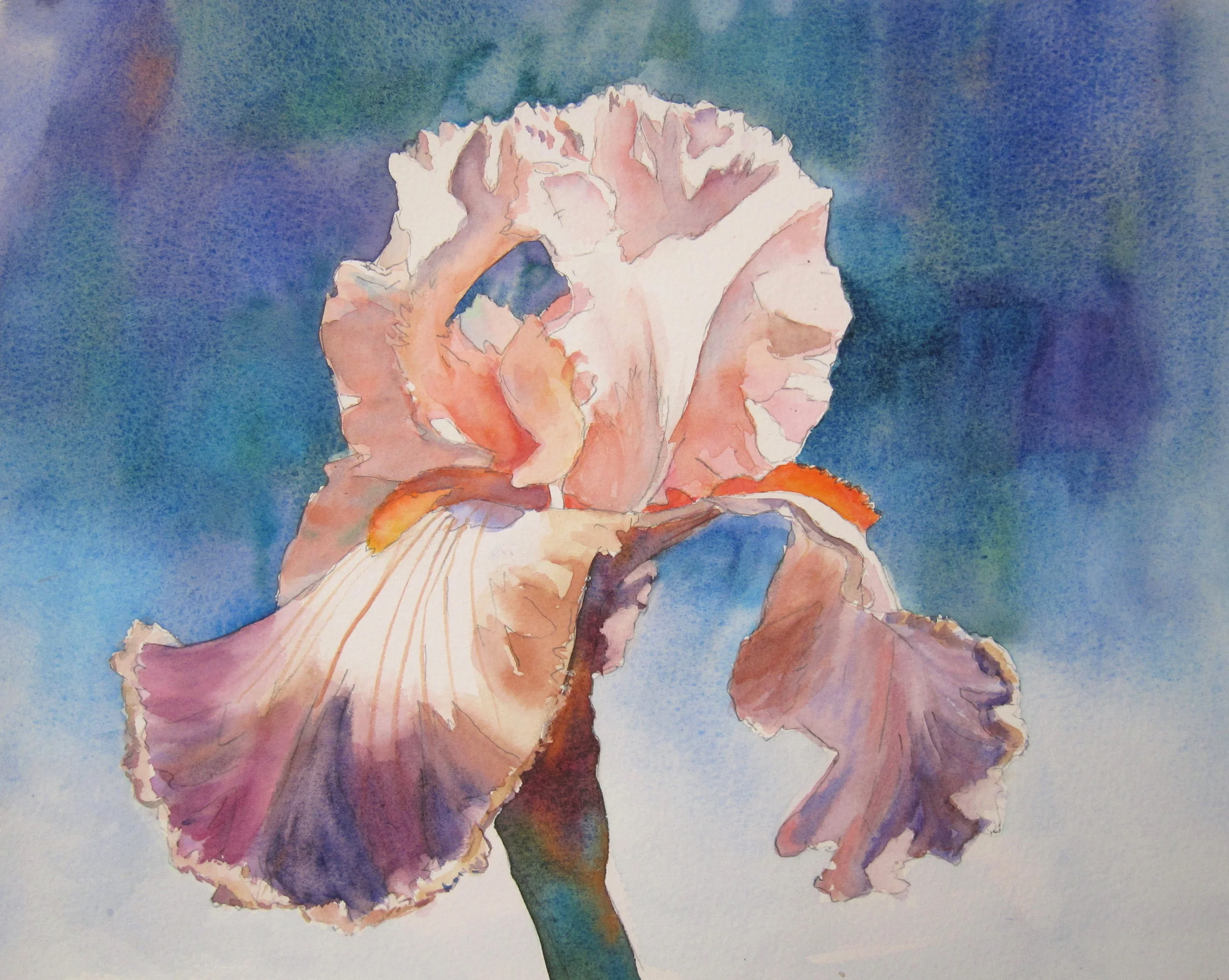 Spring Iris 11" X 15" Watercolor