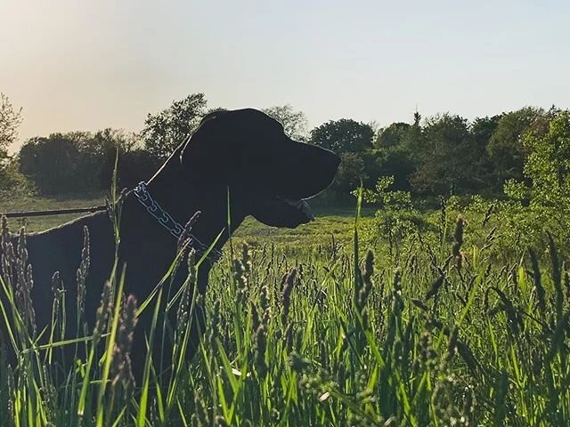Ran through a field waiting for our Whole Foods delivery. Now we have 3 pounds of Salmon, the smallest buttermilk and 9 ticks!