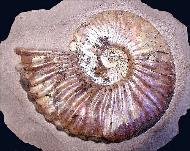 6ammonite-lag.jpg