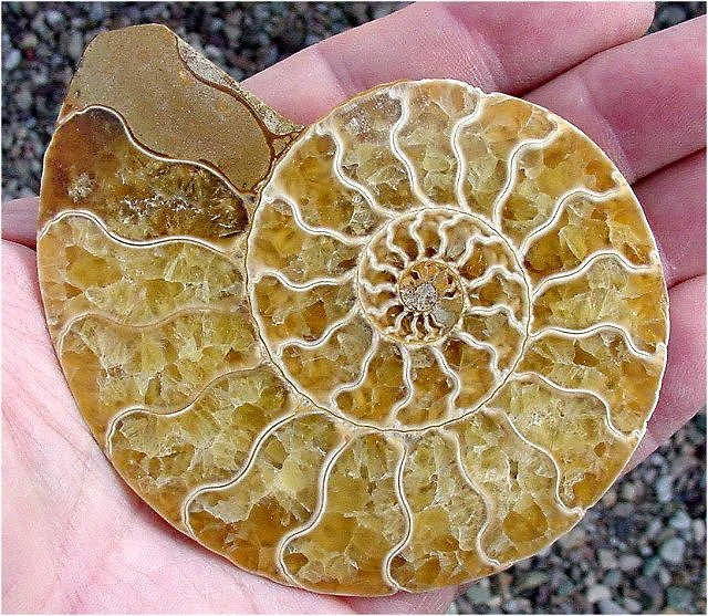 6ammonite.jpg