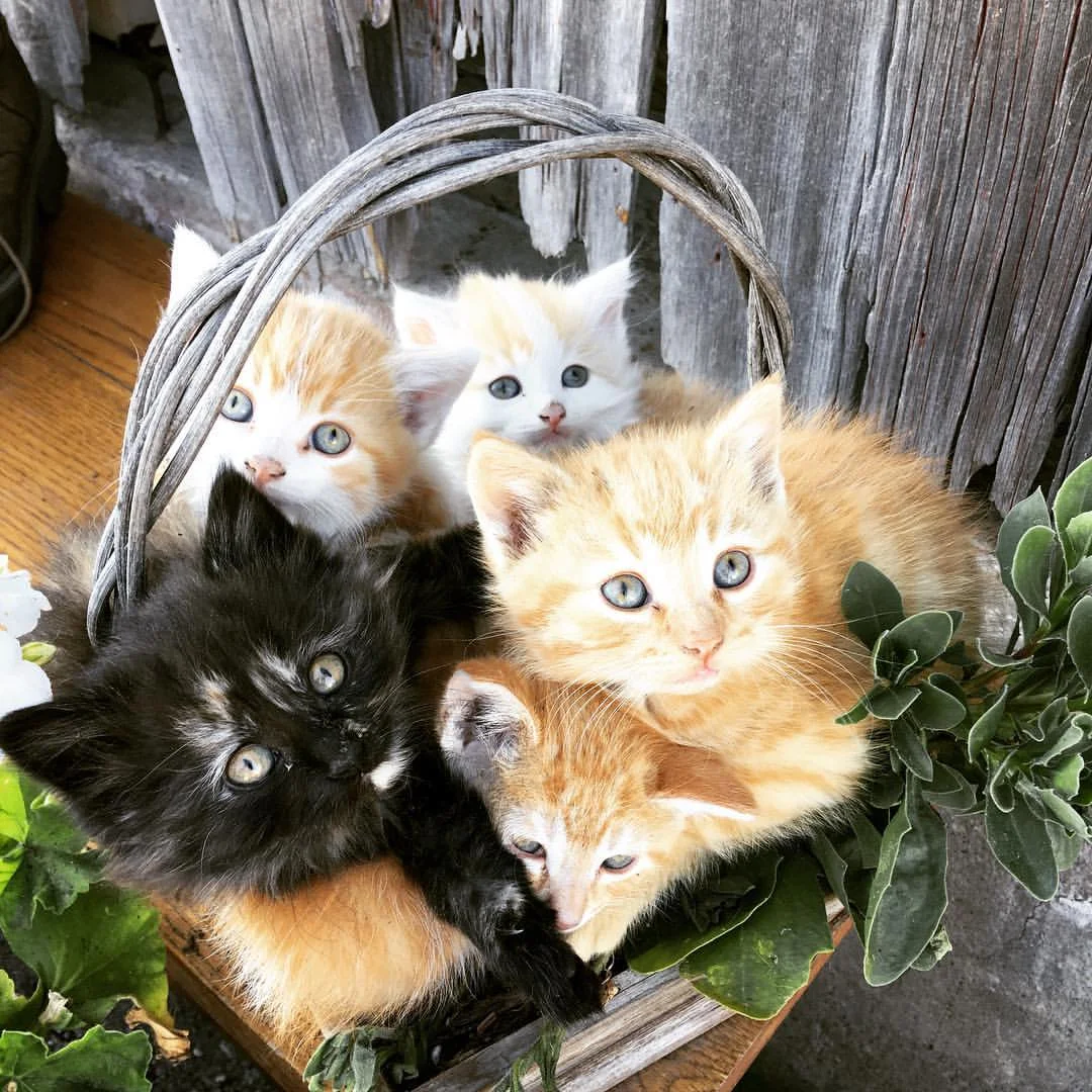 basket kittens barn.jpg