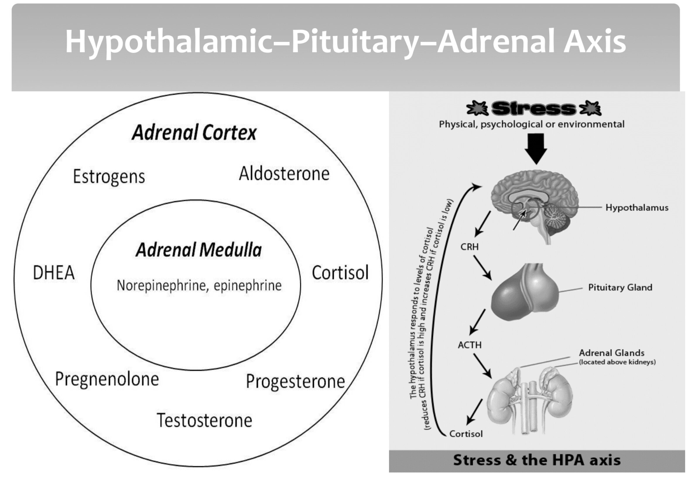 HPA Dysregulation - From a TCM Perspective: Case Study