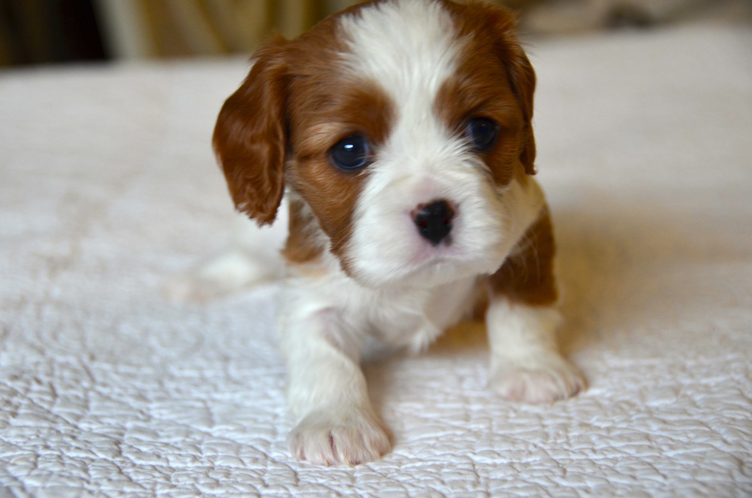 4 week old cavalier king charles spaniel