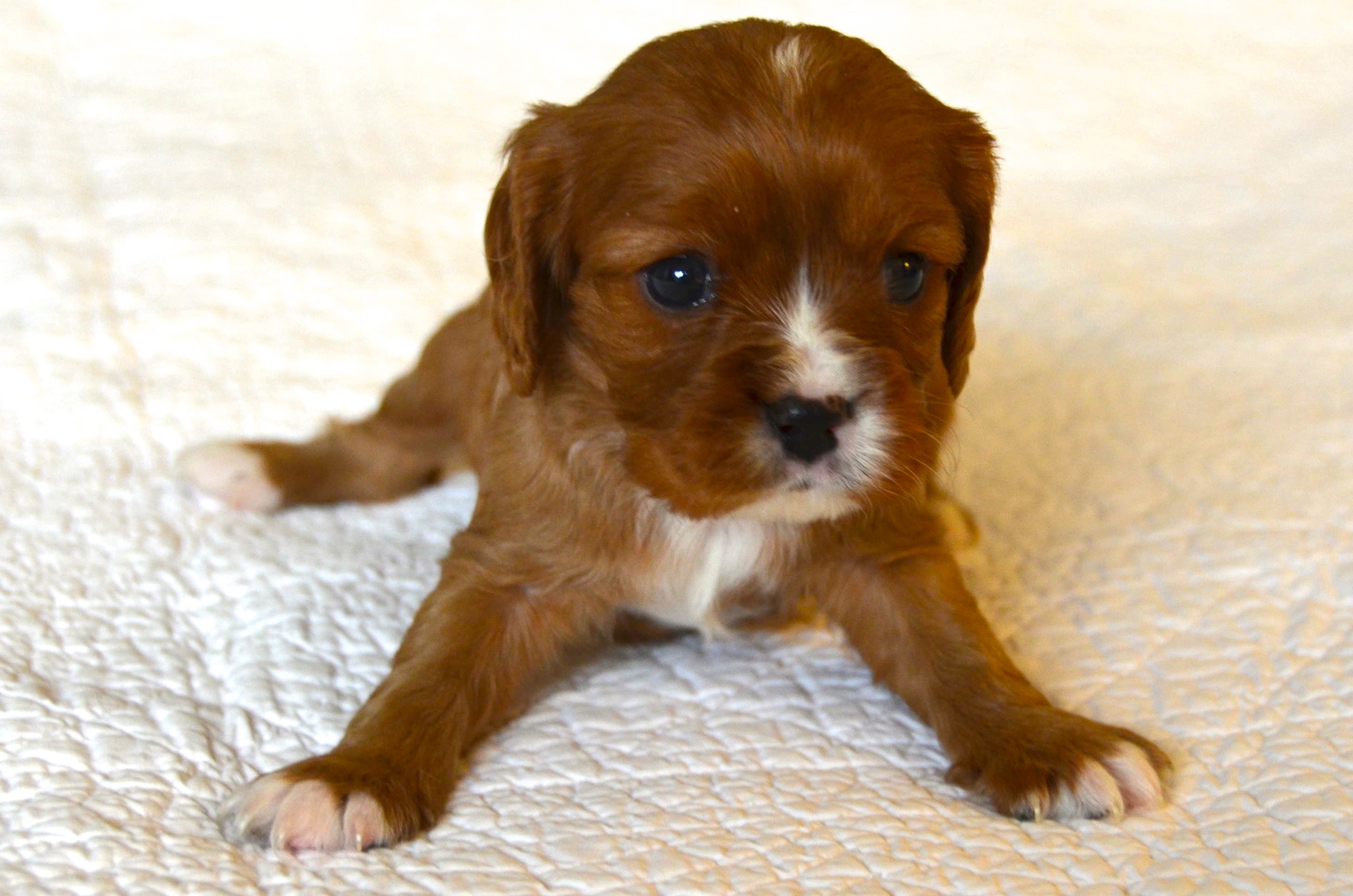 4 week old cavalier king charles spaniel