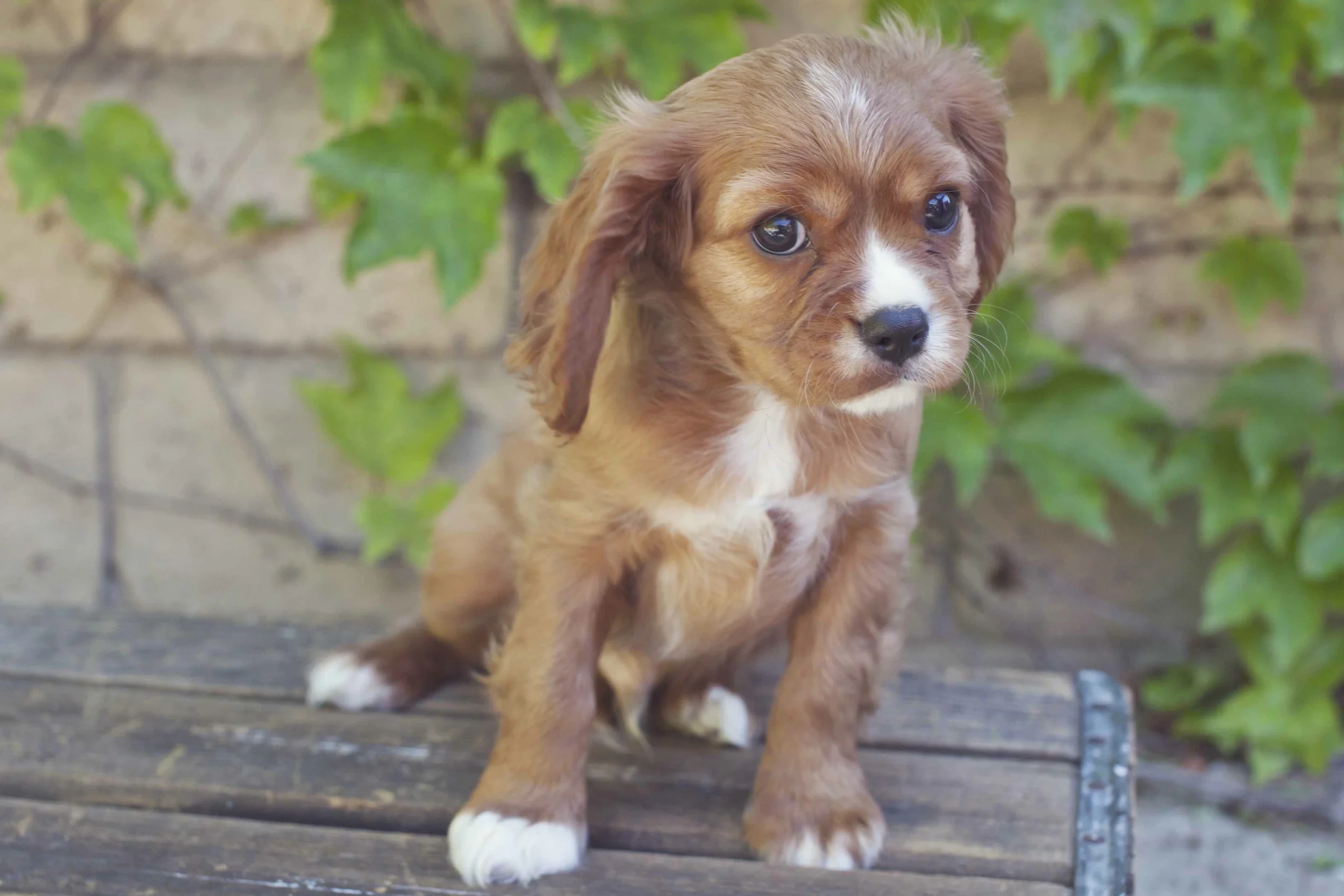 humphrey-2.jpg