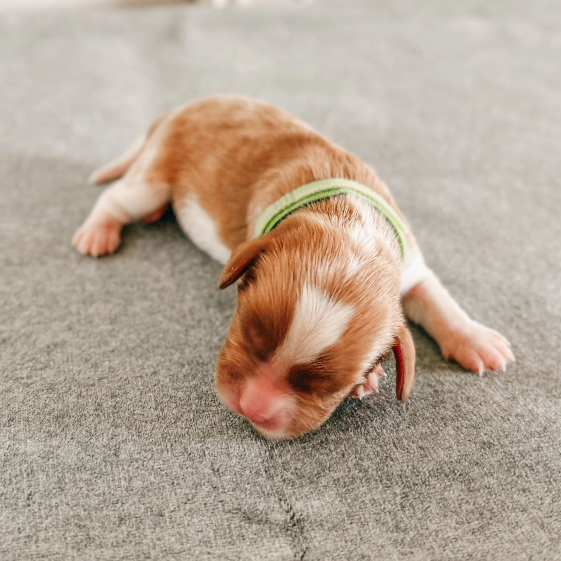 Charles 1 weeks old