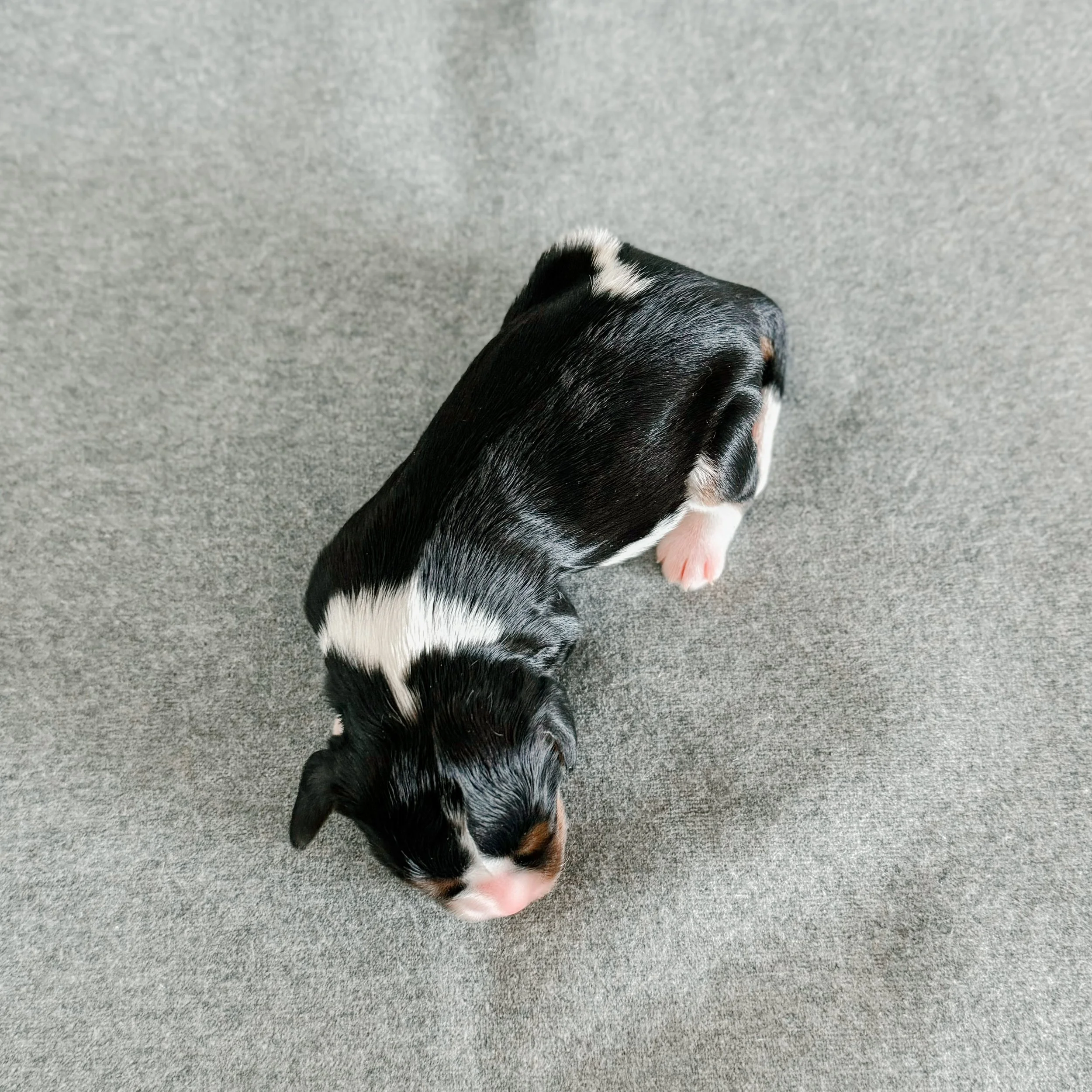Elizabeth 1 week old