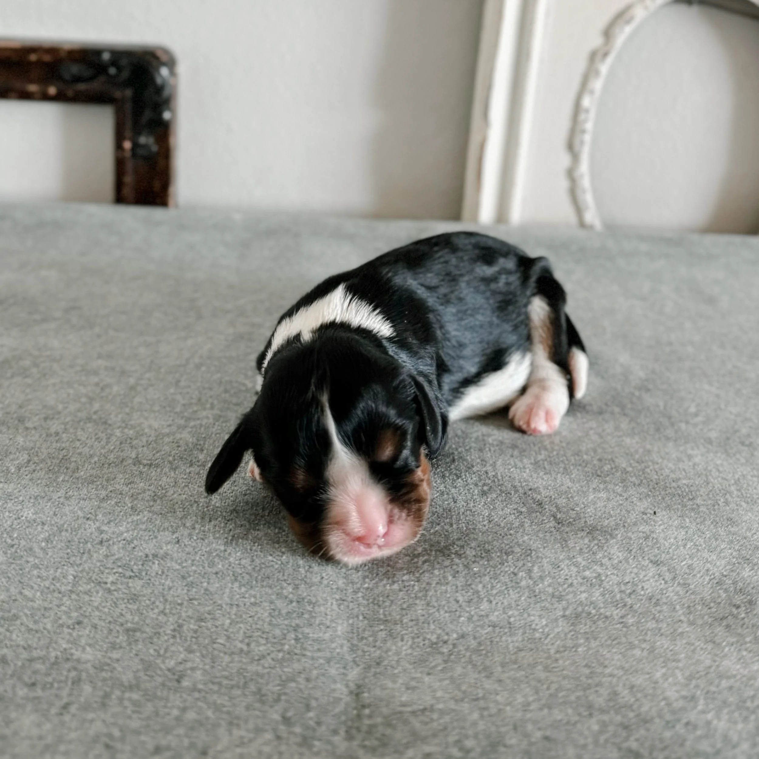 Elizabeth 1 week old
