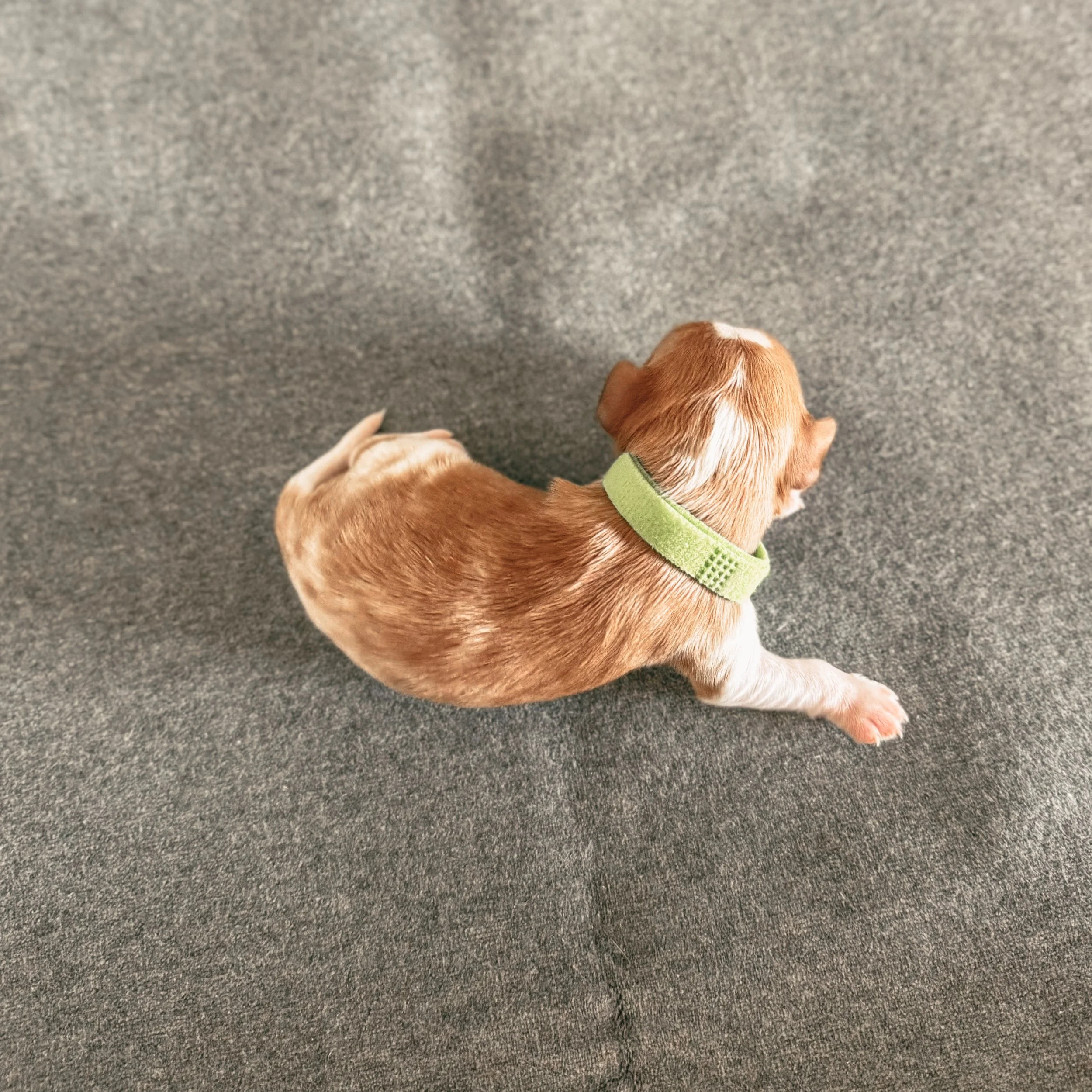 Charles 1 weeks old