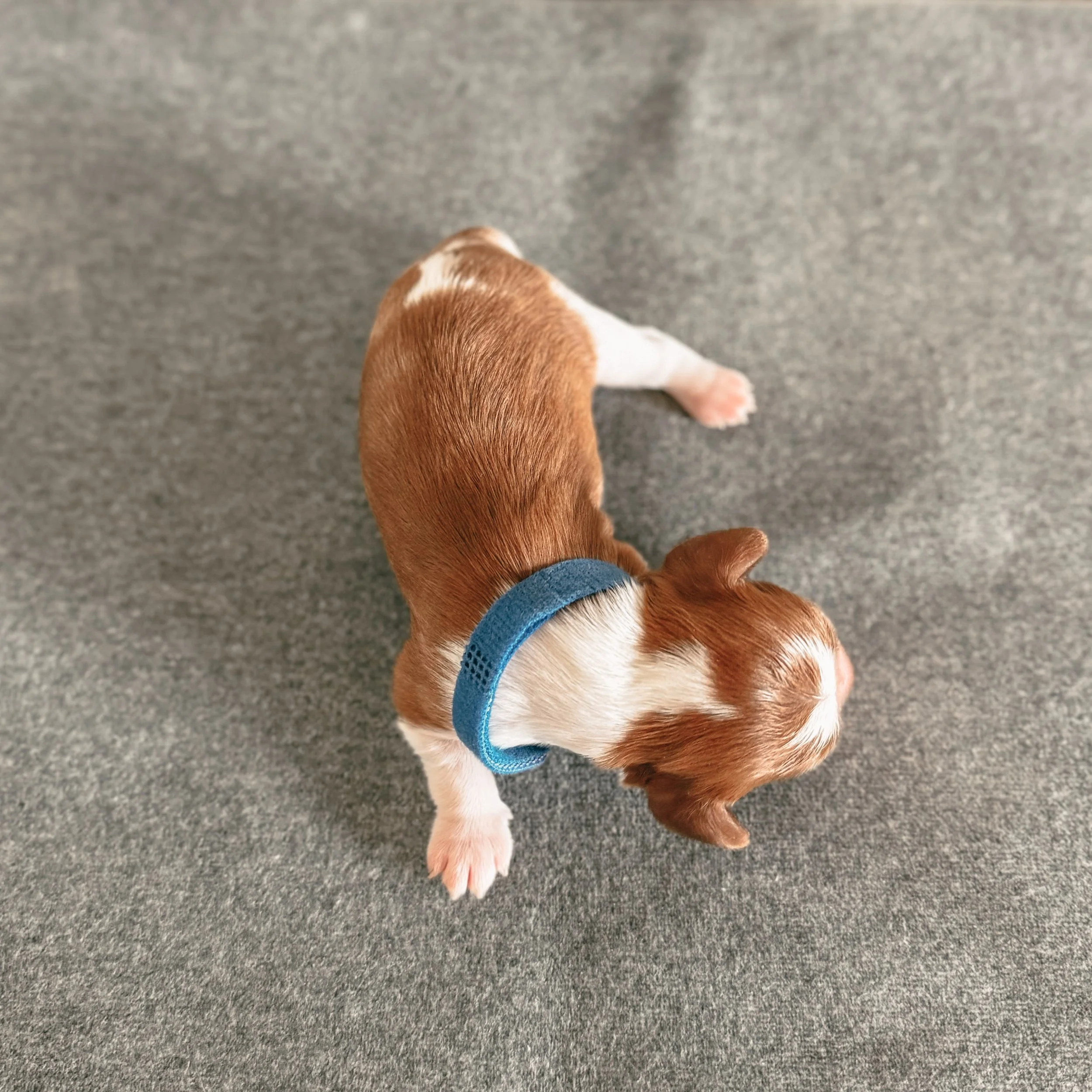 George 1 week old