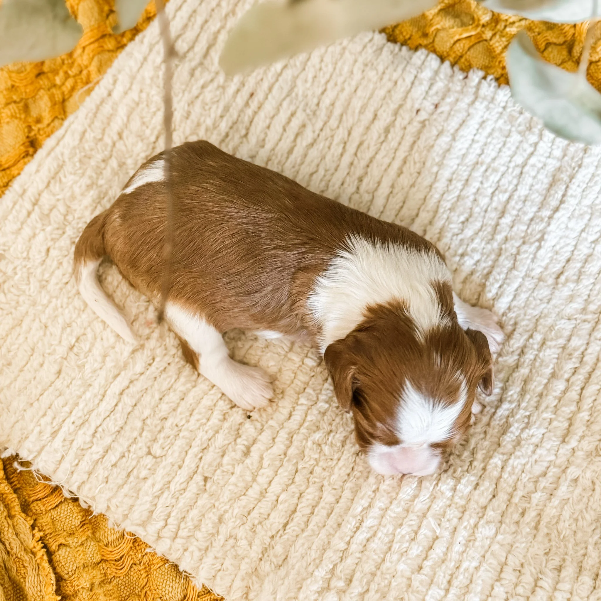 George 2 week old