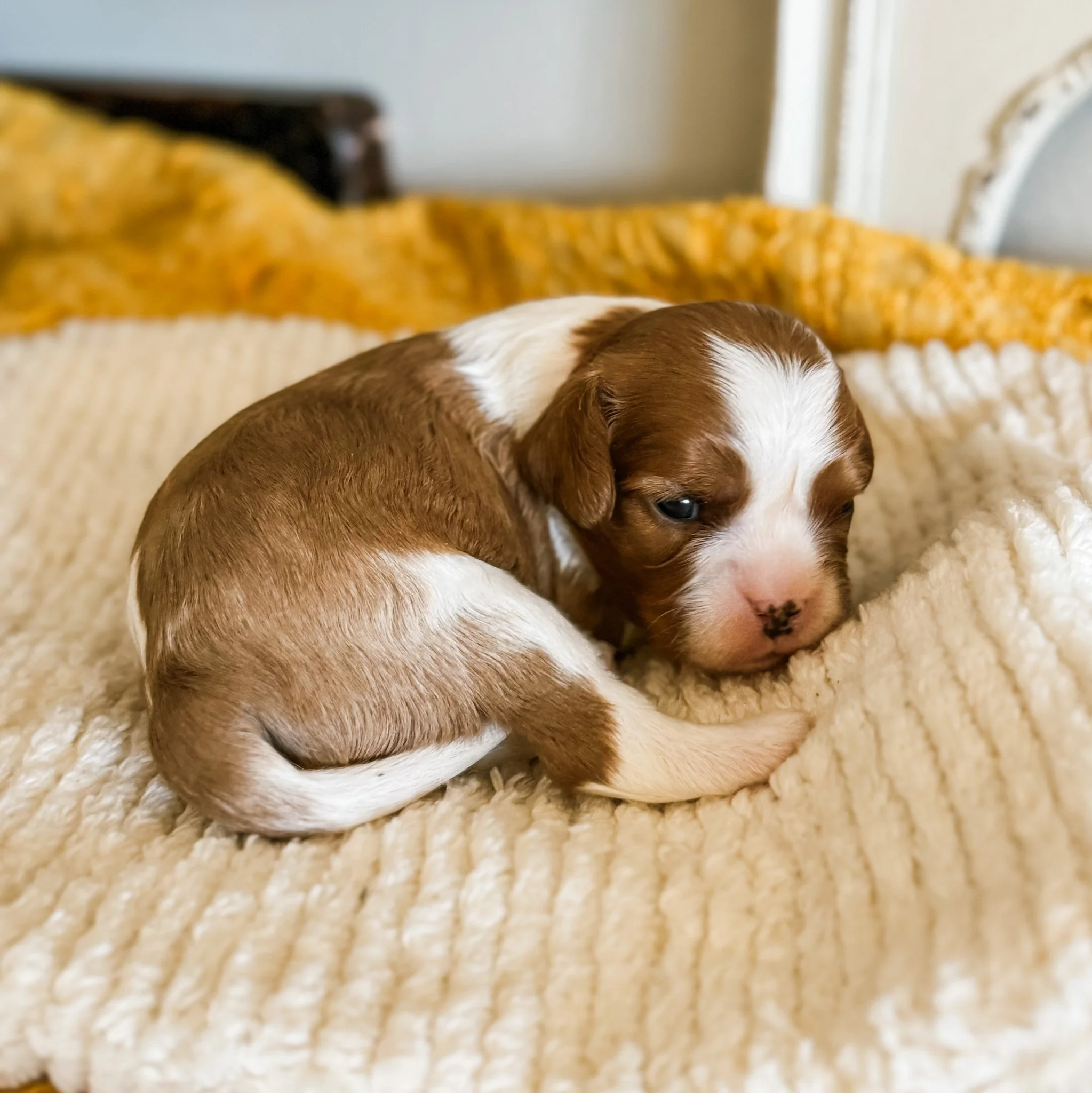 George 2 week old