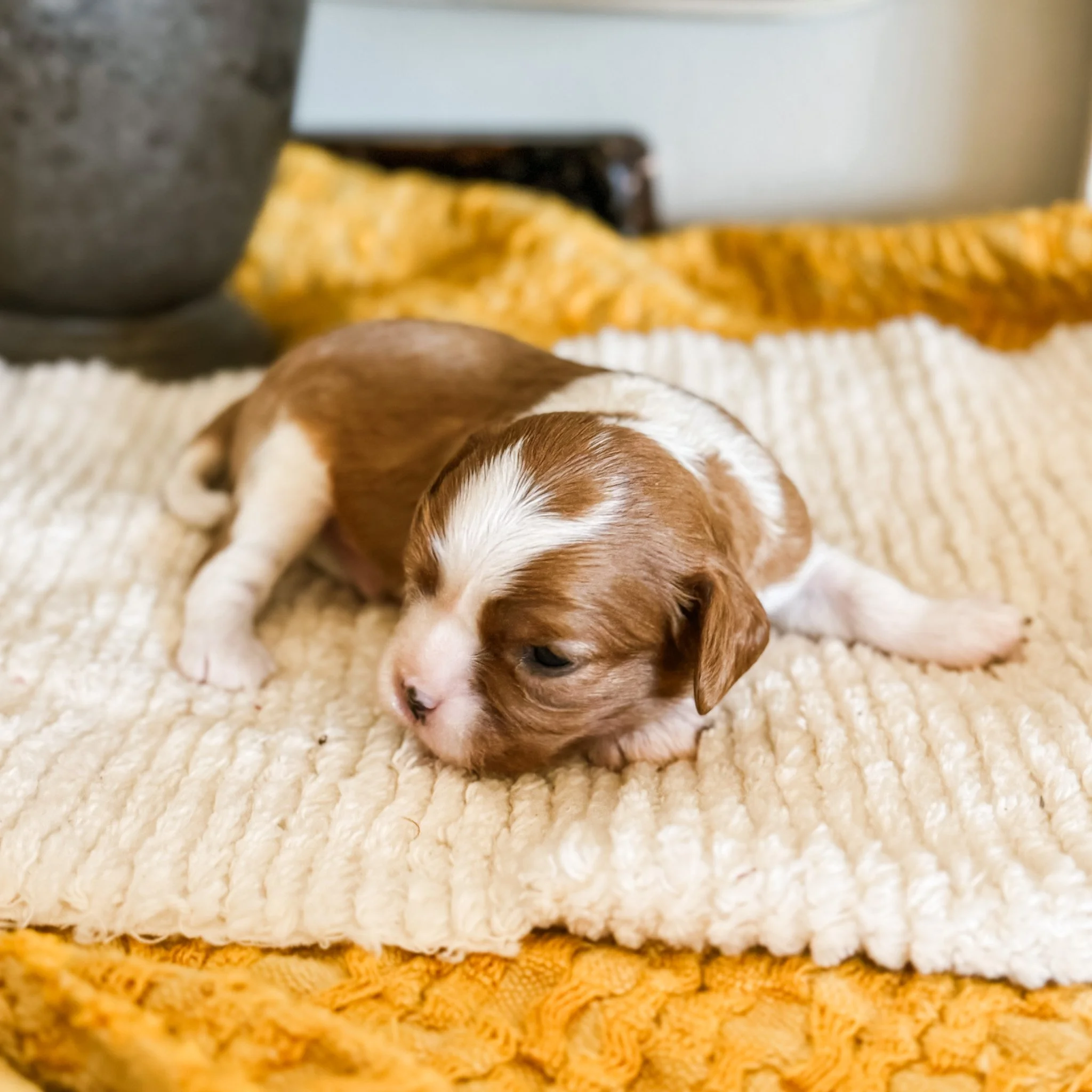 George 2 week old
