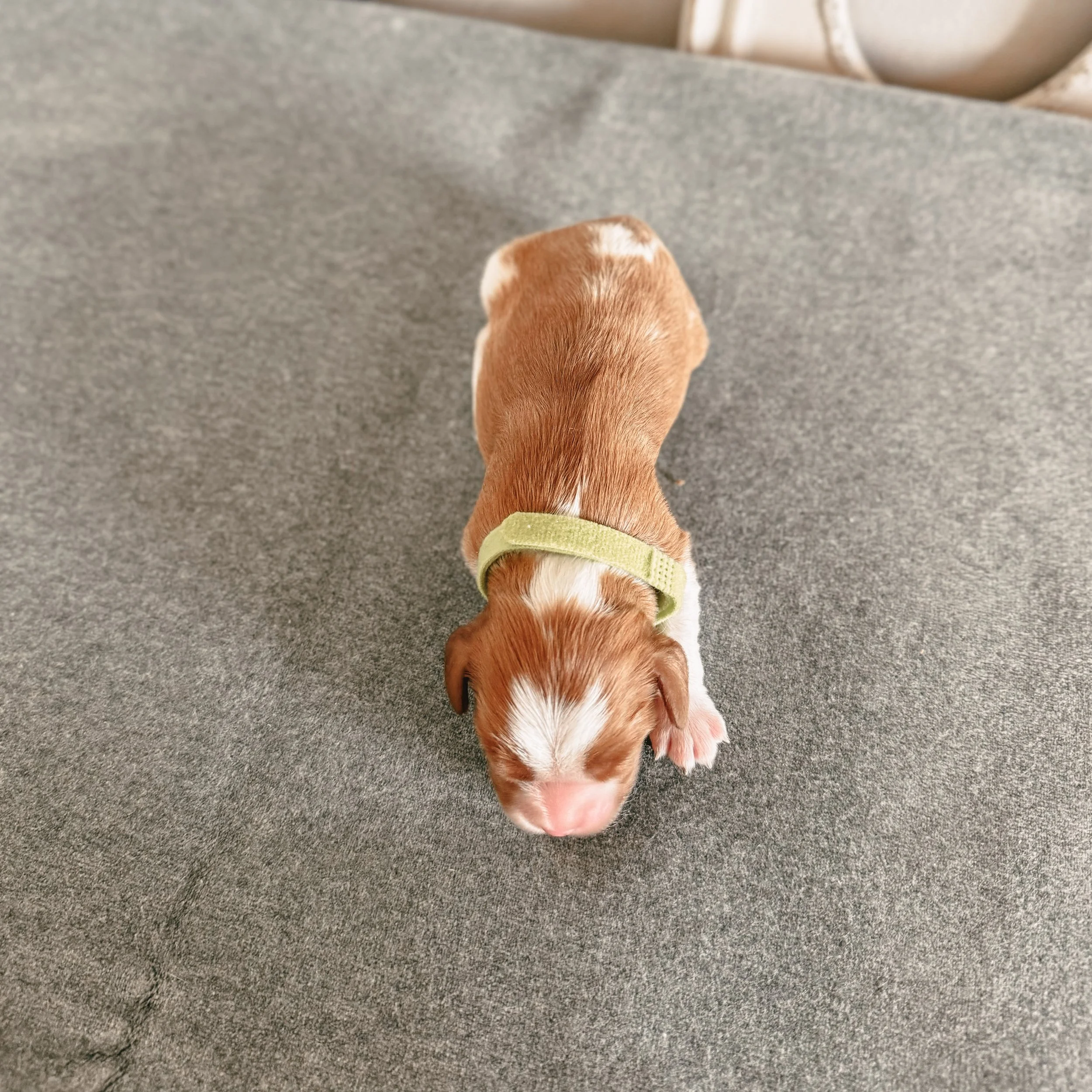 Fitzwilliam 1 week old