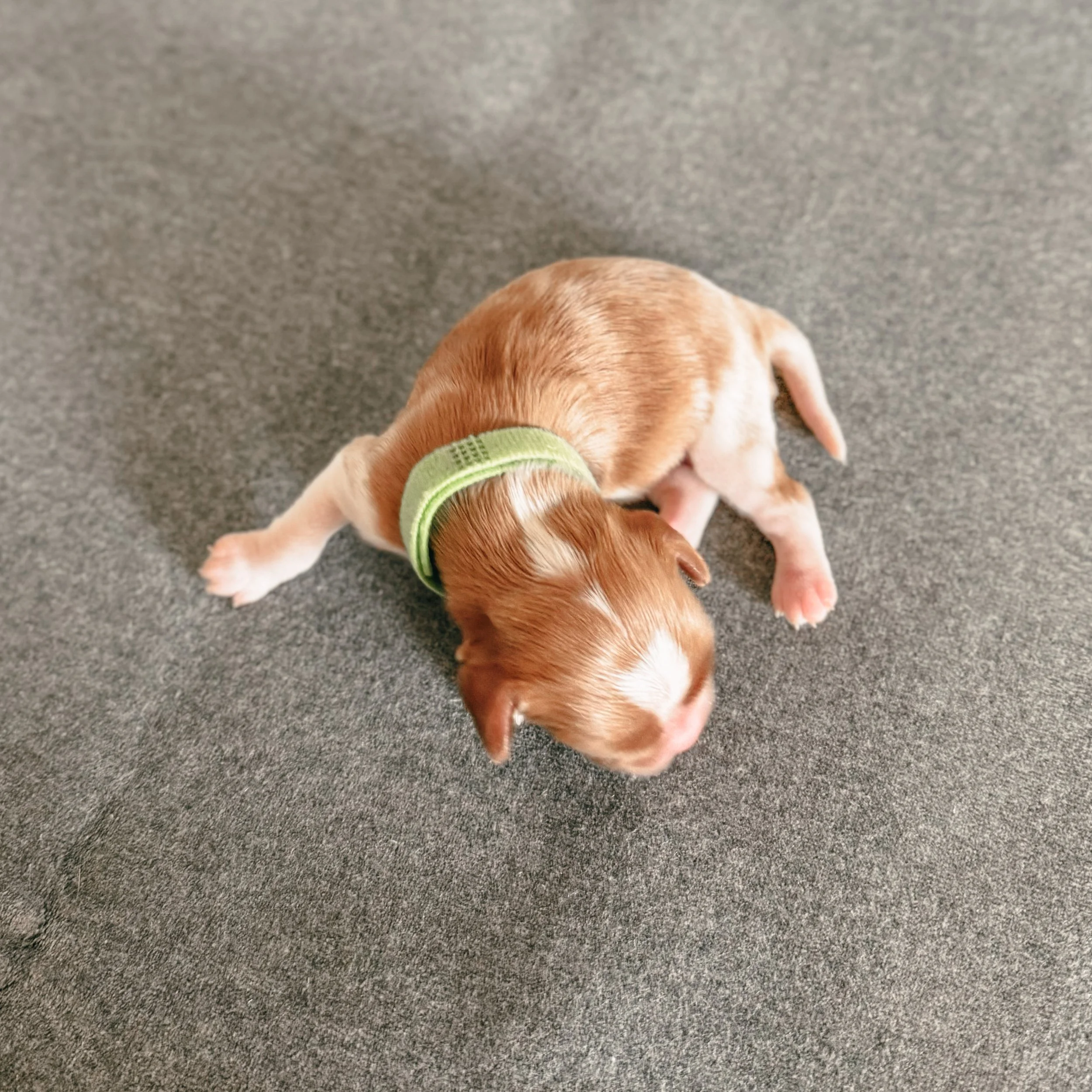 Charles 1 weeks old