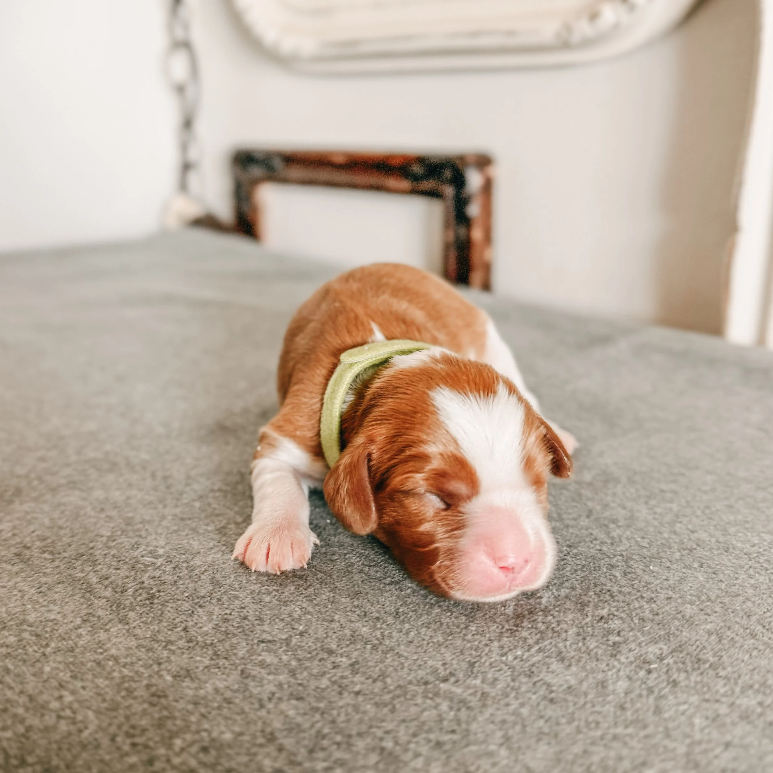 Fitzwilliam 1 week old