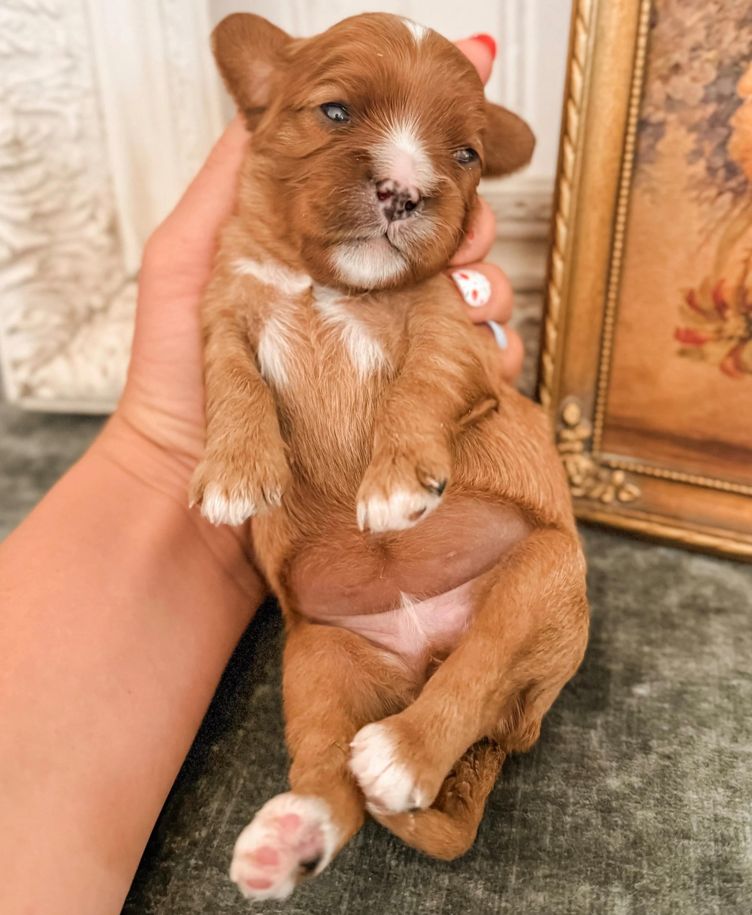 Firefly (Summer Litter)