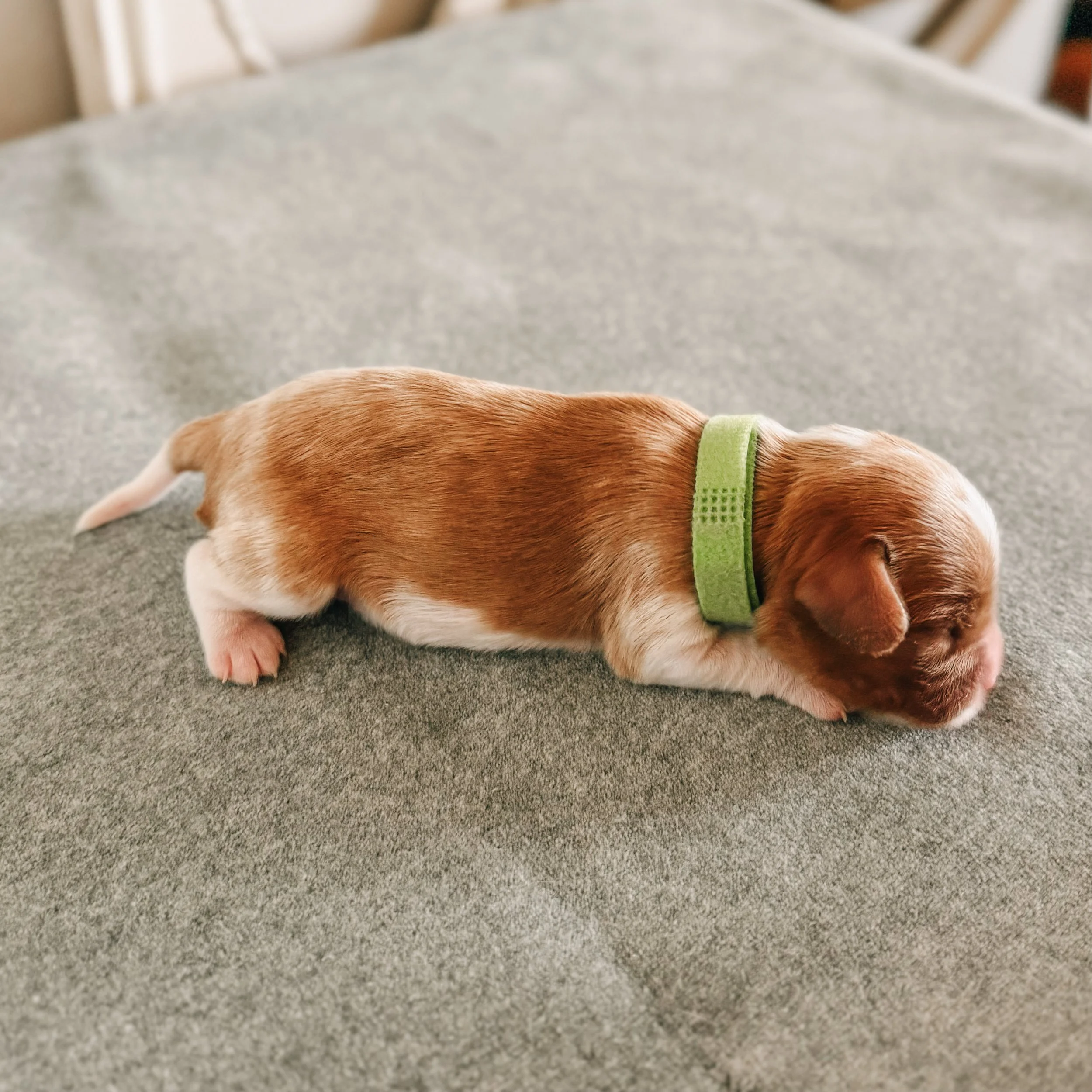 Charles 1 weeks old
