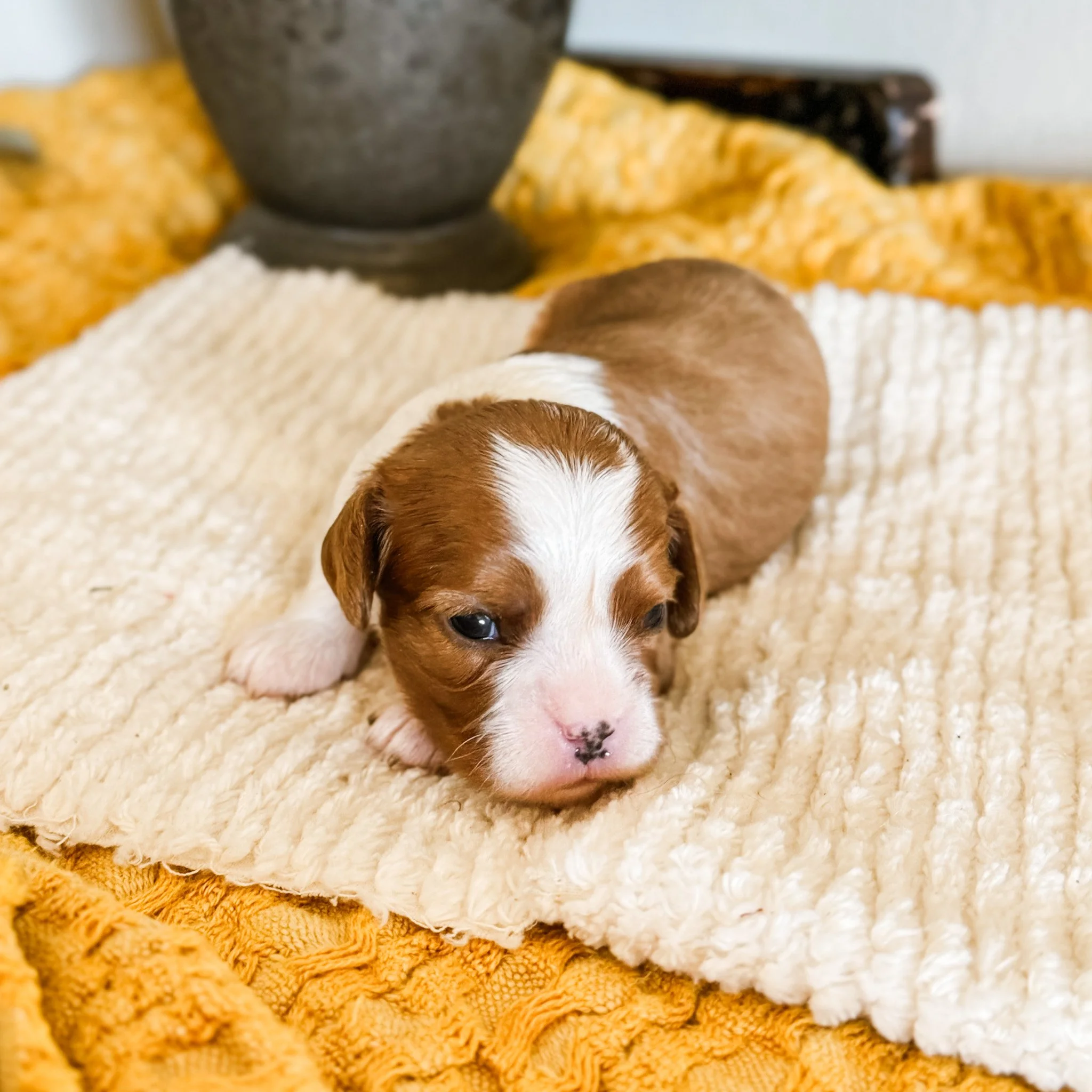 George 2 week old