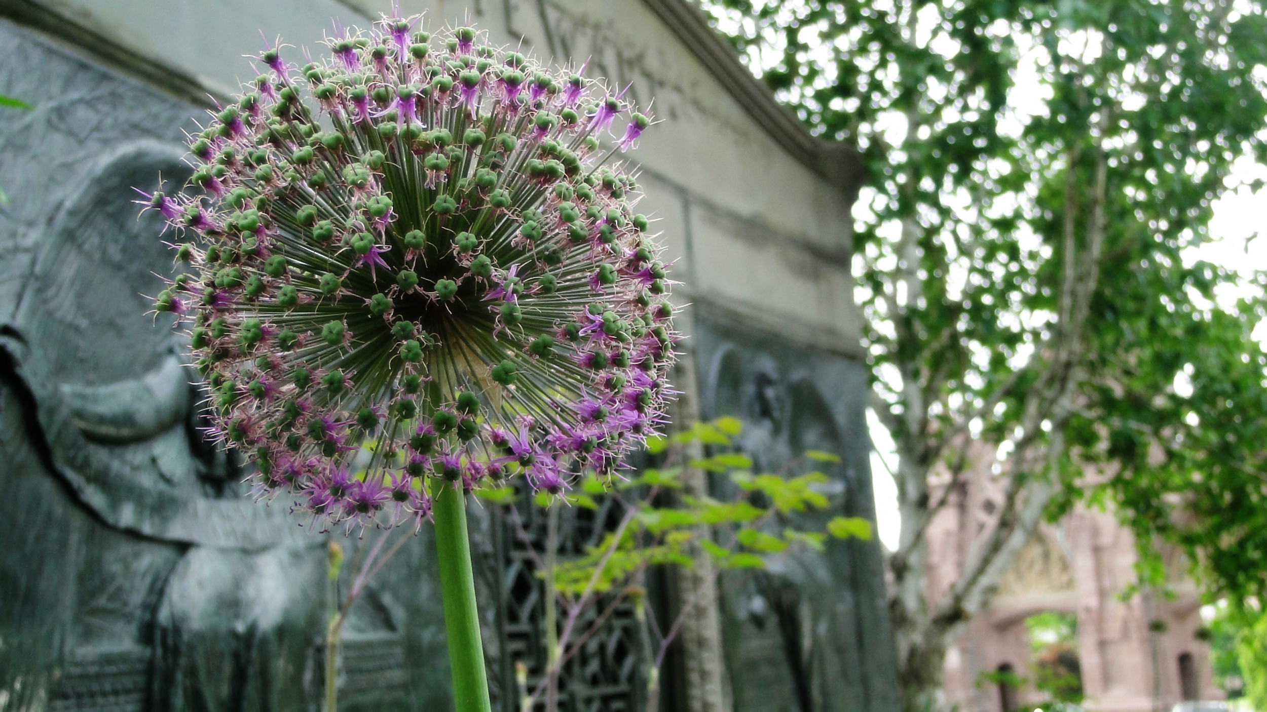 FlowerPurple.jpg