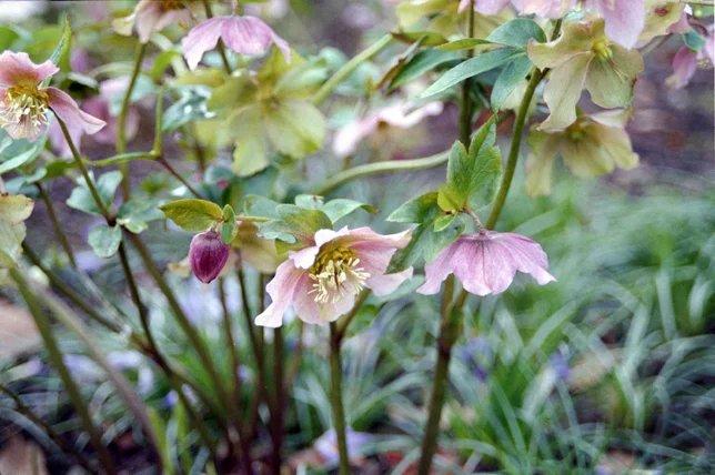 hellebores.jpg