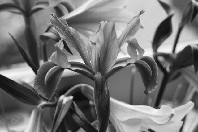 irises.jpg