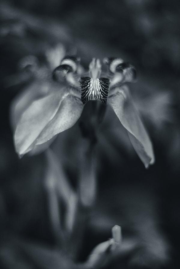 Blue Iris web.jpg