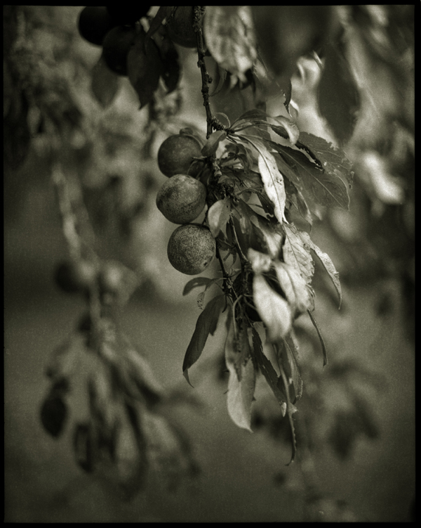 Plums jan 2013.jpg
